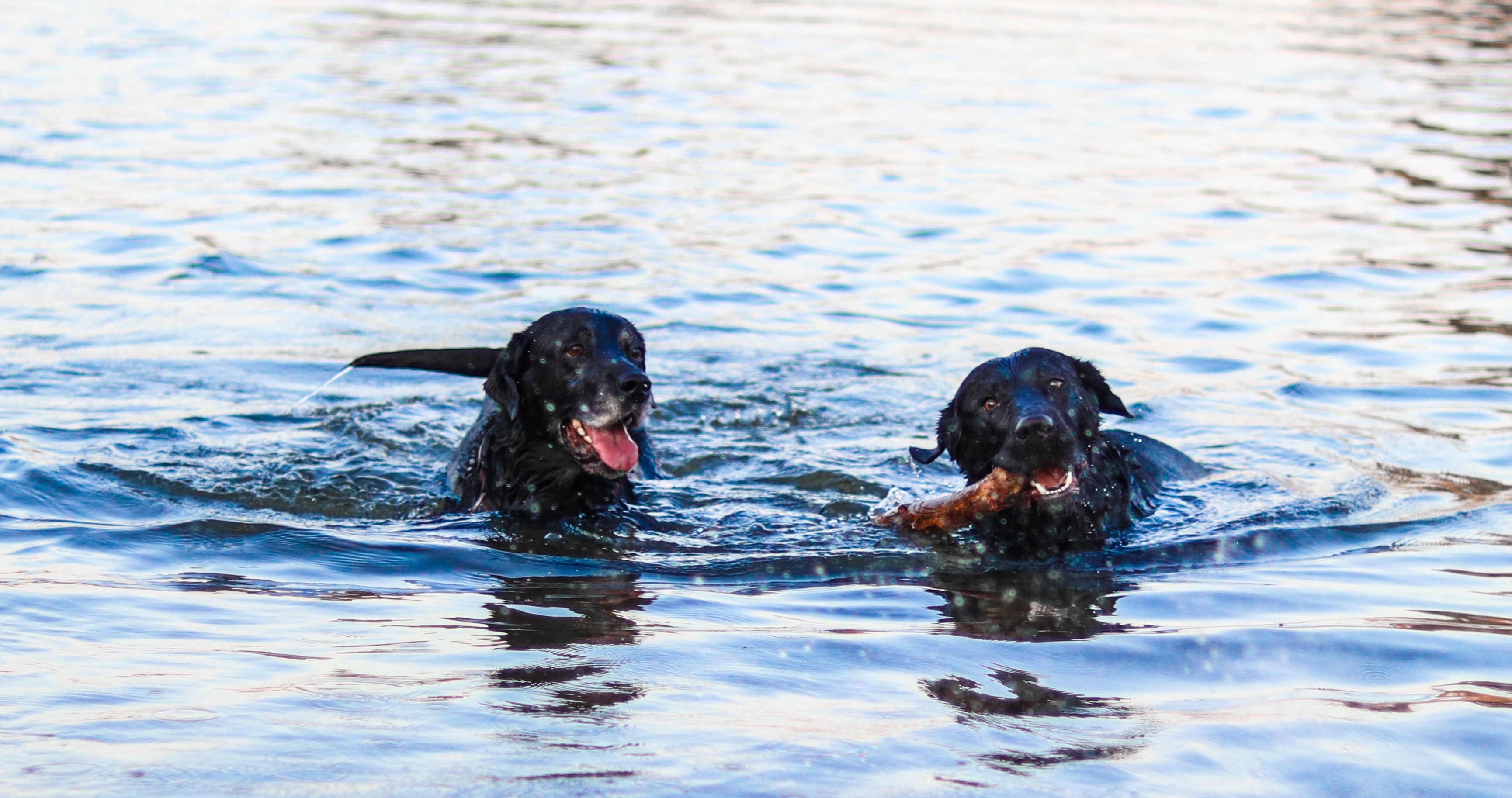 Hundbadplatser i Lidköping