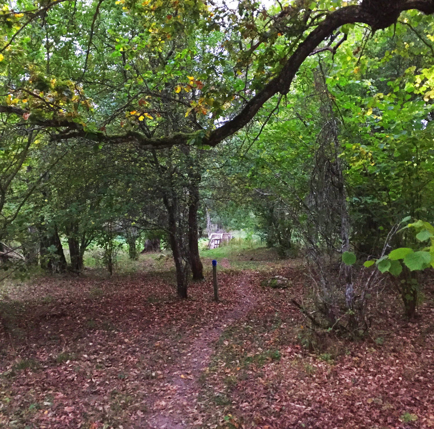 Hiking trail in a forest