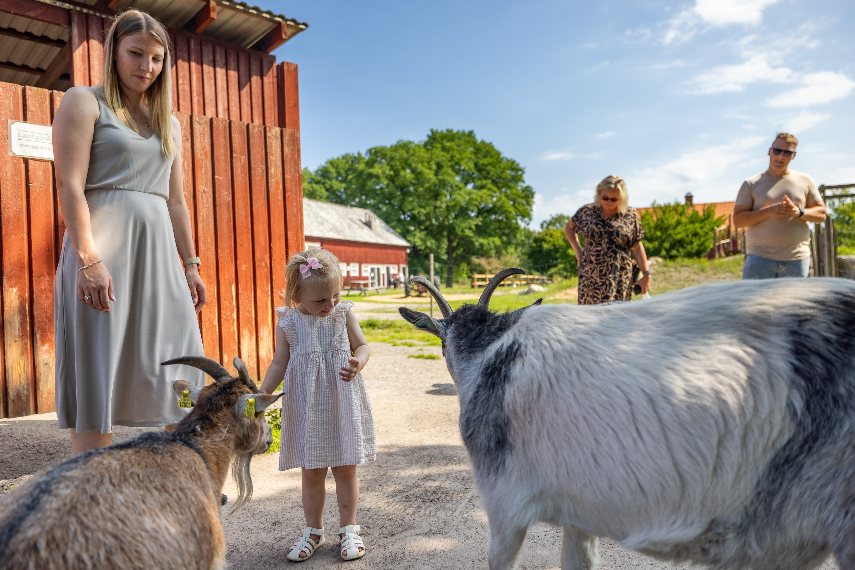 Stadsnära lantgård Lidköping