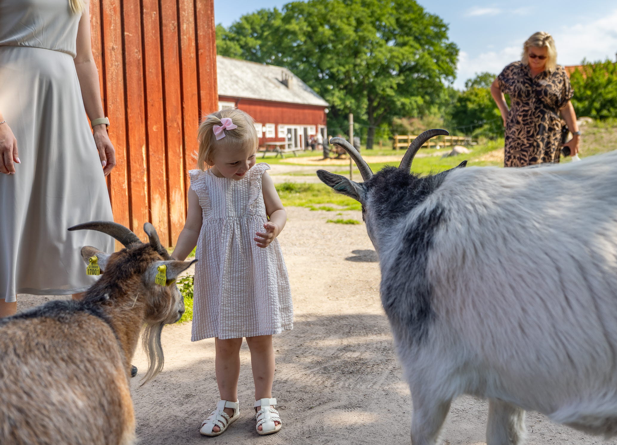 Stadsnära lantgård Lidköping