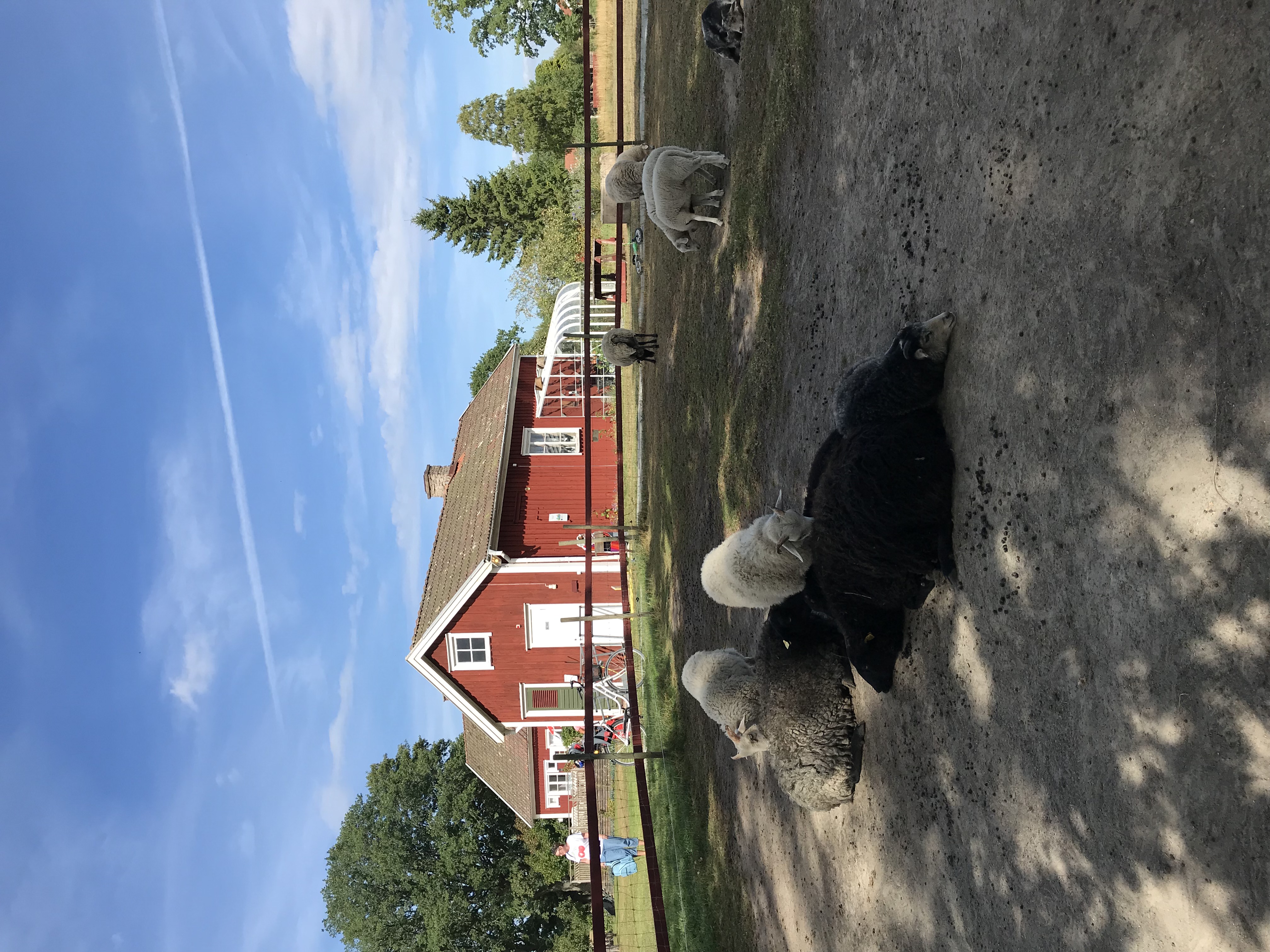 Får som ligger ner under skuggan på Stadsnära Lantgården. 