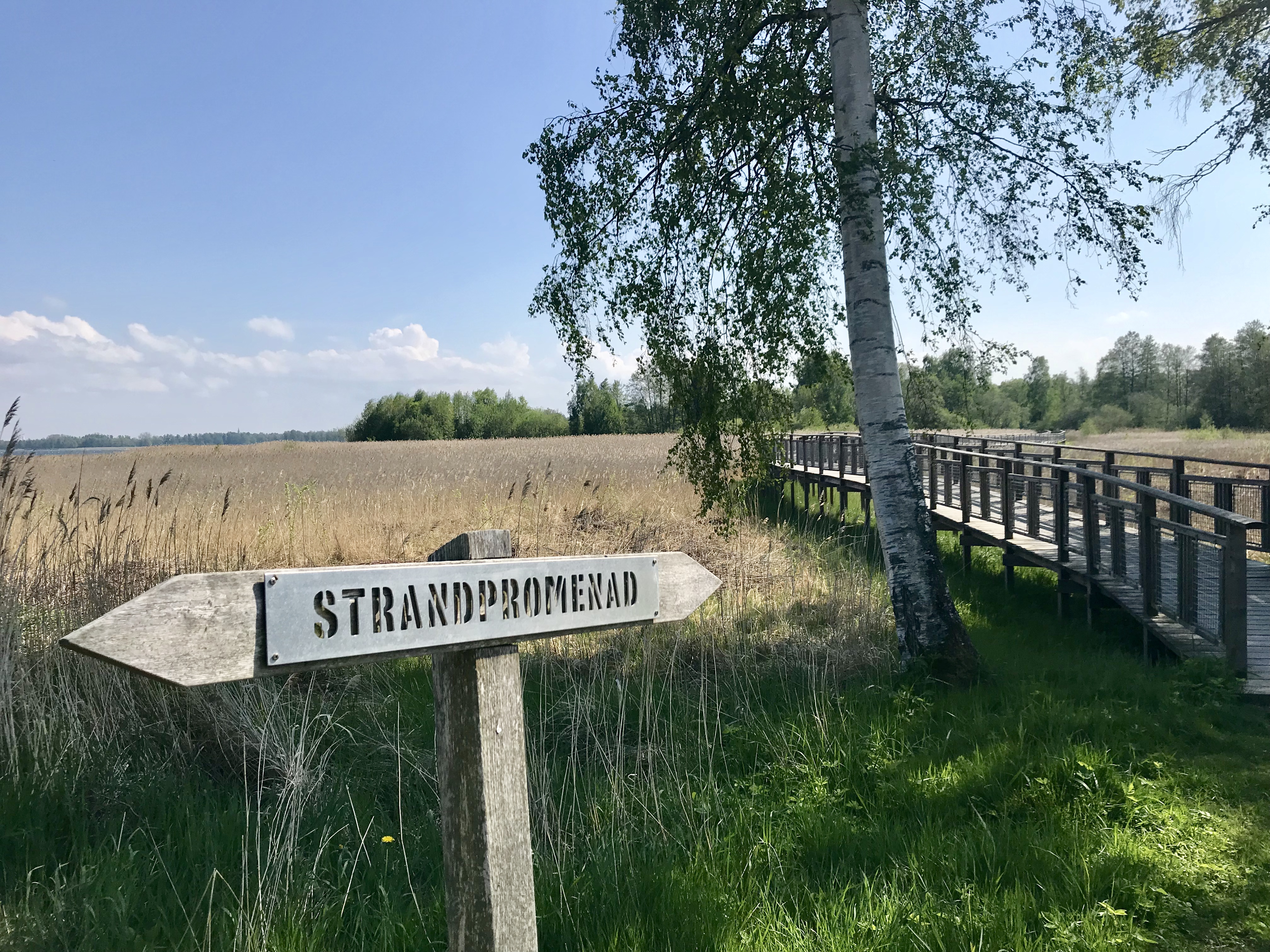 En träbro över vassen längs med Vänerns kust en solig sommardag. I förgrunden syns en skylt med texten "Strandpromenad".