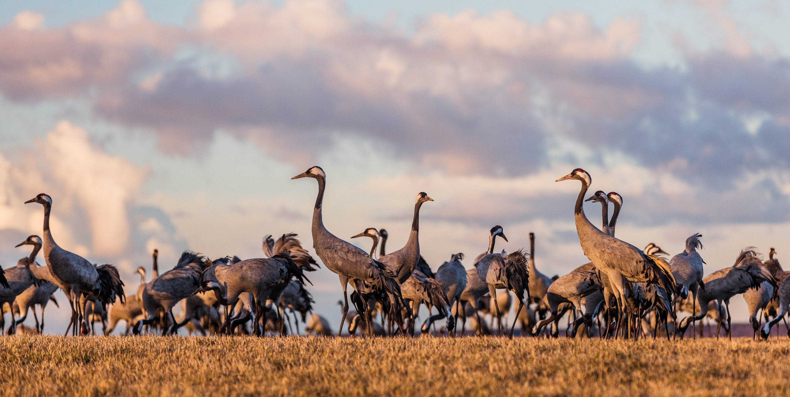 Cranes standing on a field