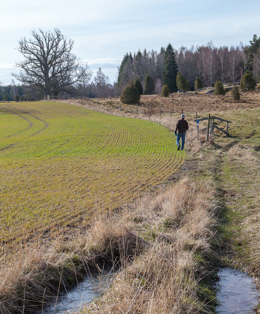 En äldre man vandrar längs med en åker.