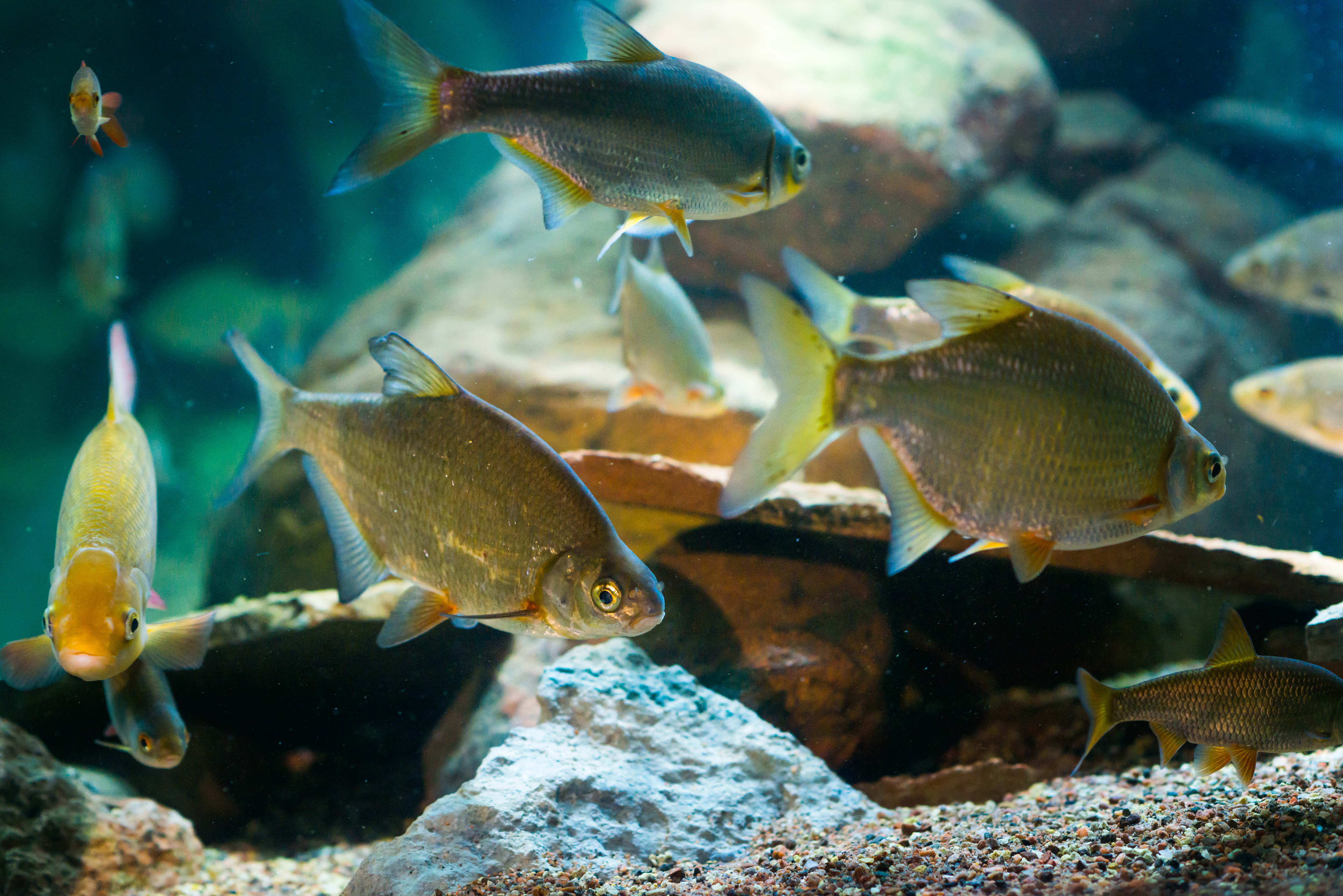 Fishes in an aquarium.