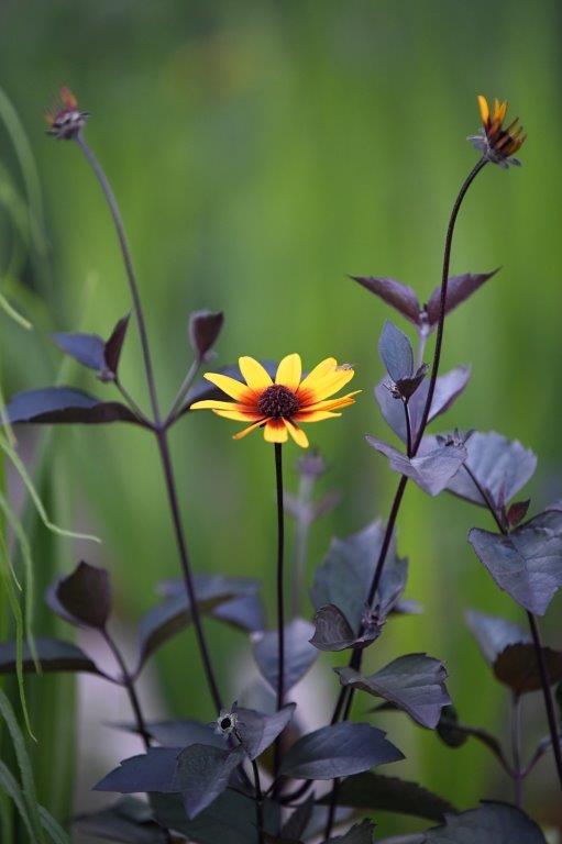 Närbild på en blomma