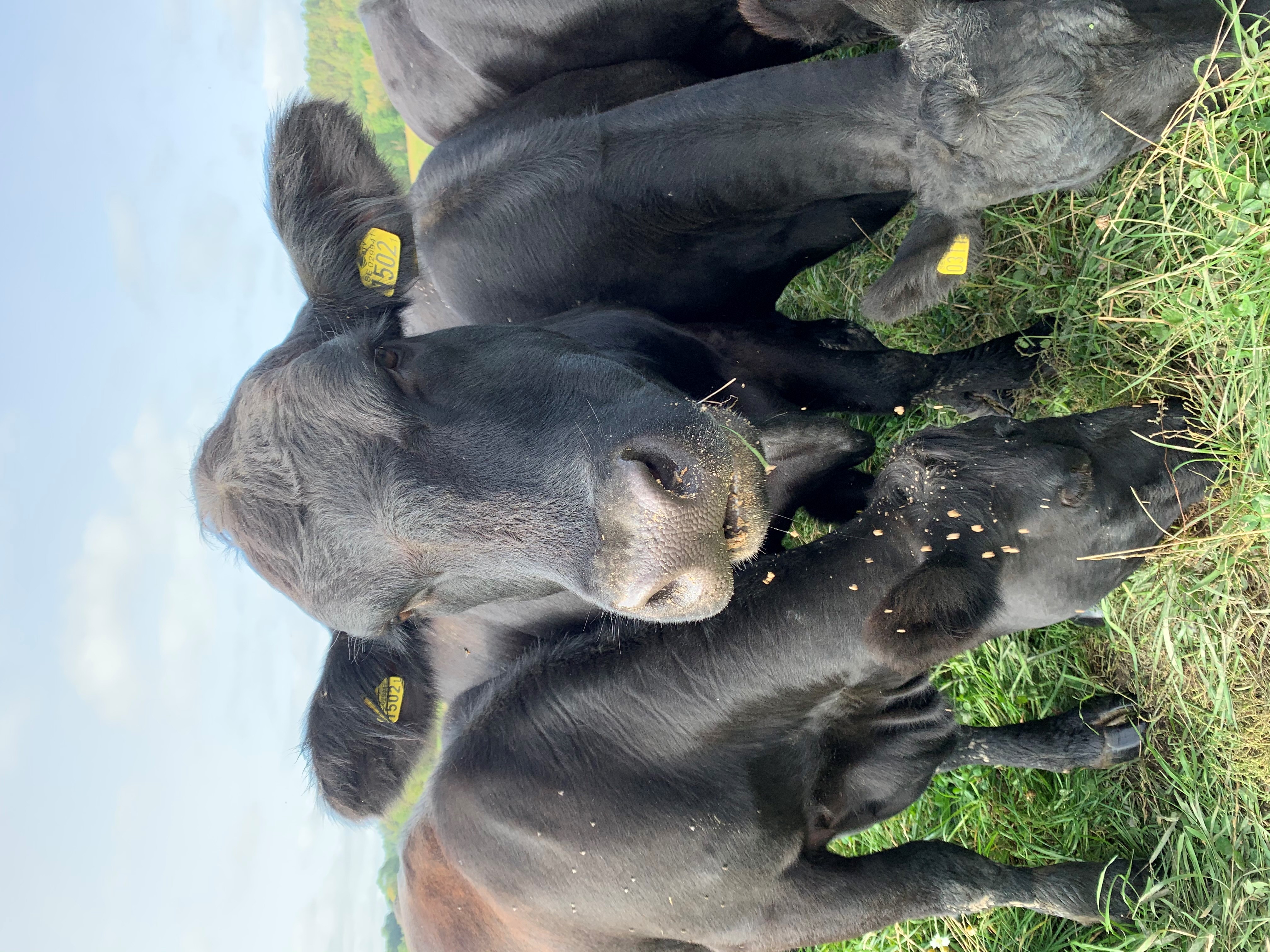 Lammet och bonden kossa