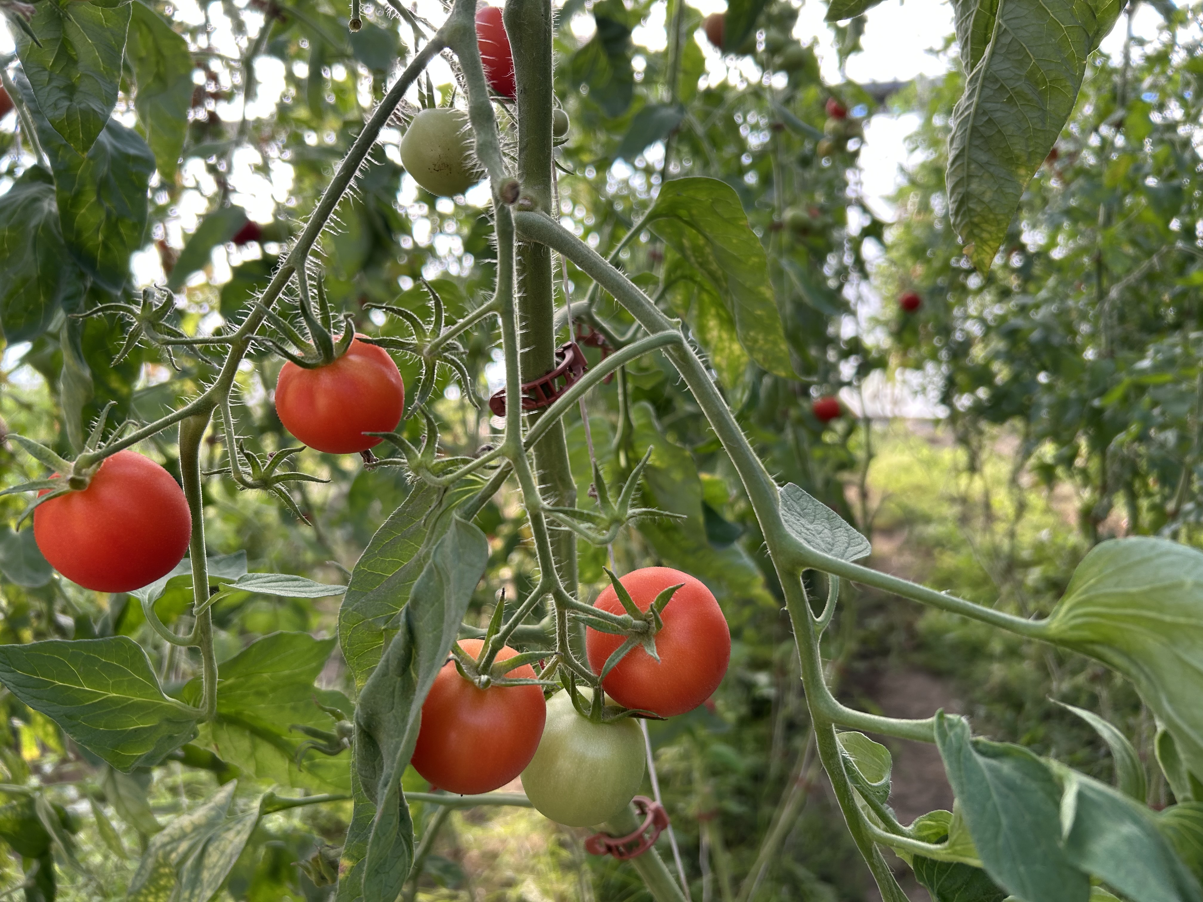 Tomatplanta i ett växthus