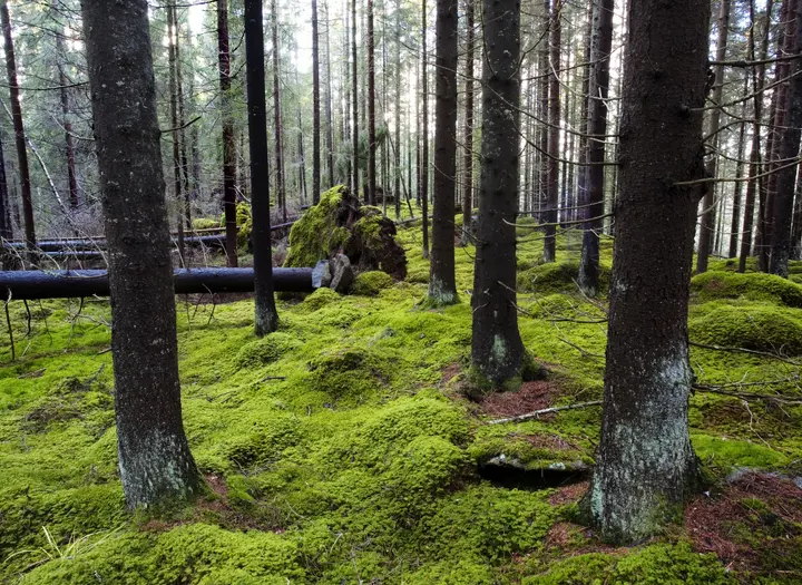 Svartedalen