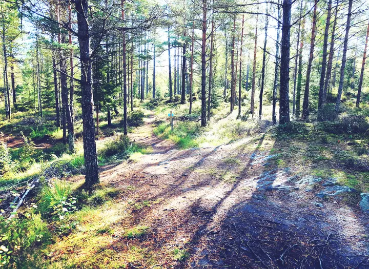 Mountainbikeled Rosa Stenen vid Bjursjön