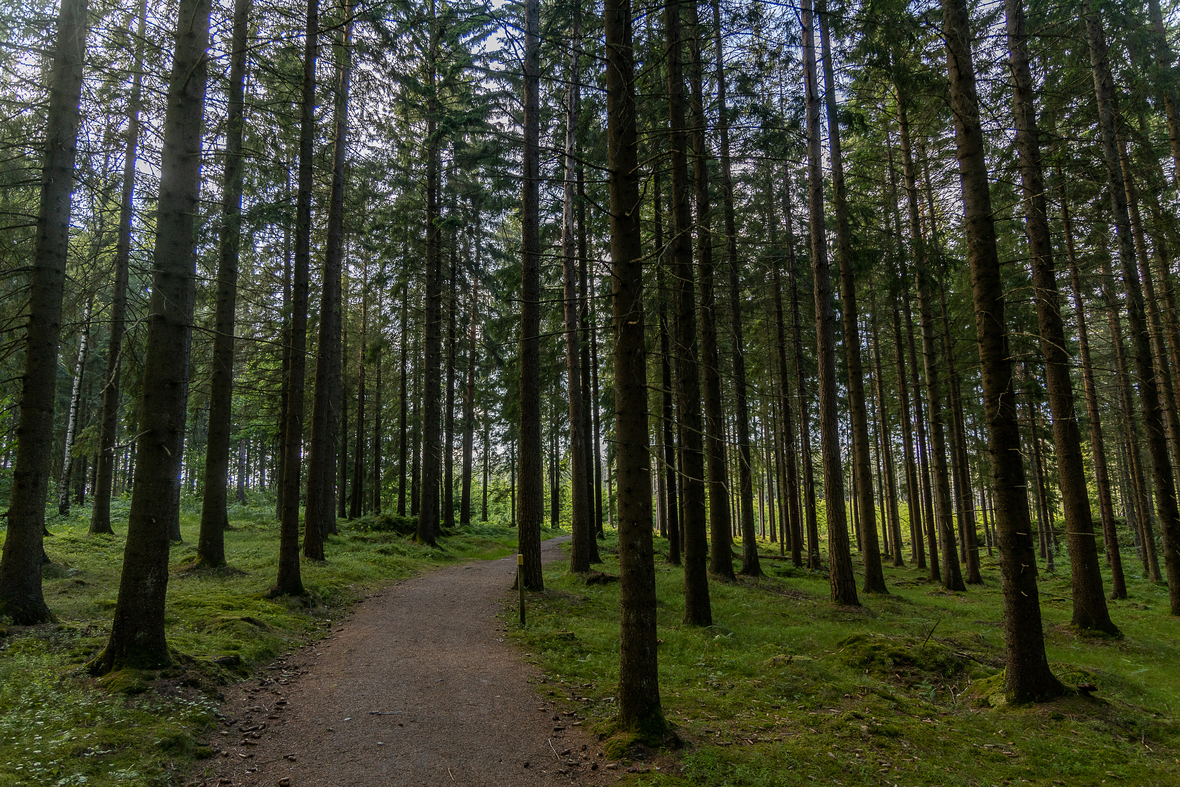 Vandring Bredfjället skog