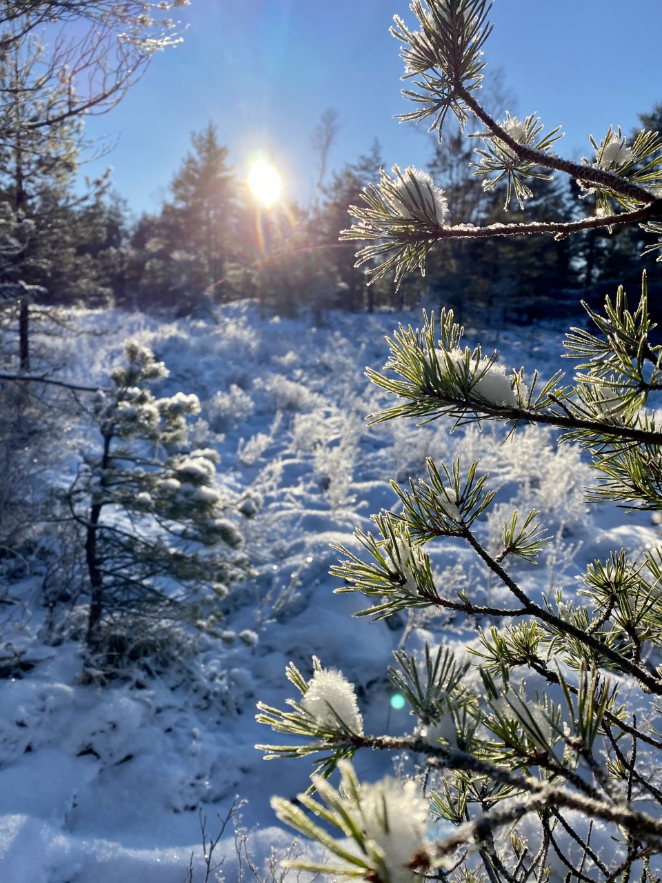 Vinter Herrestadsfjället