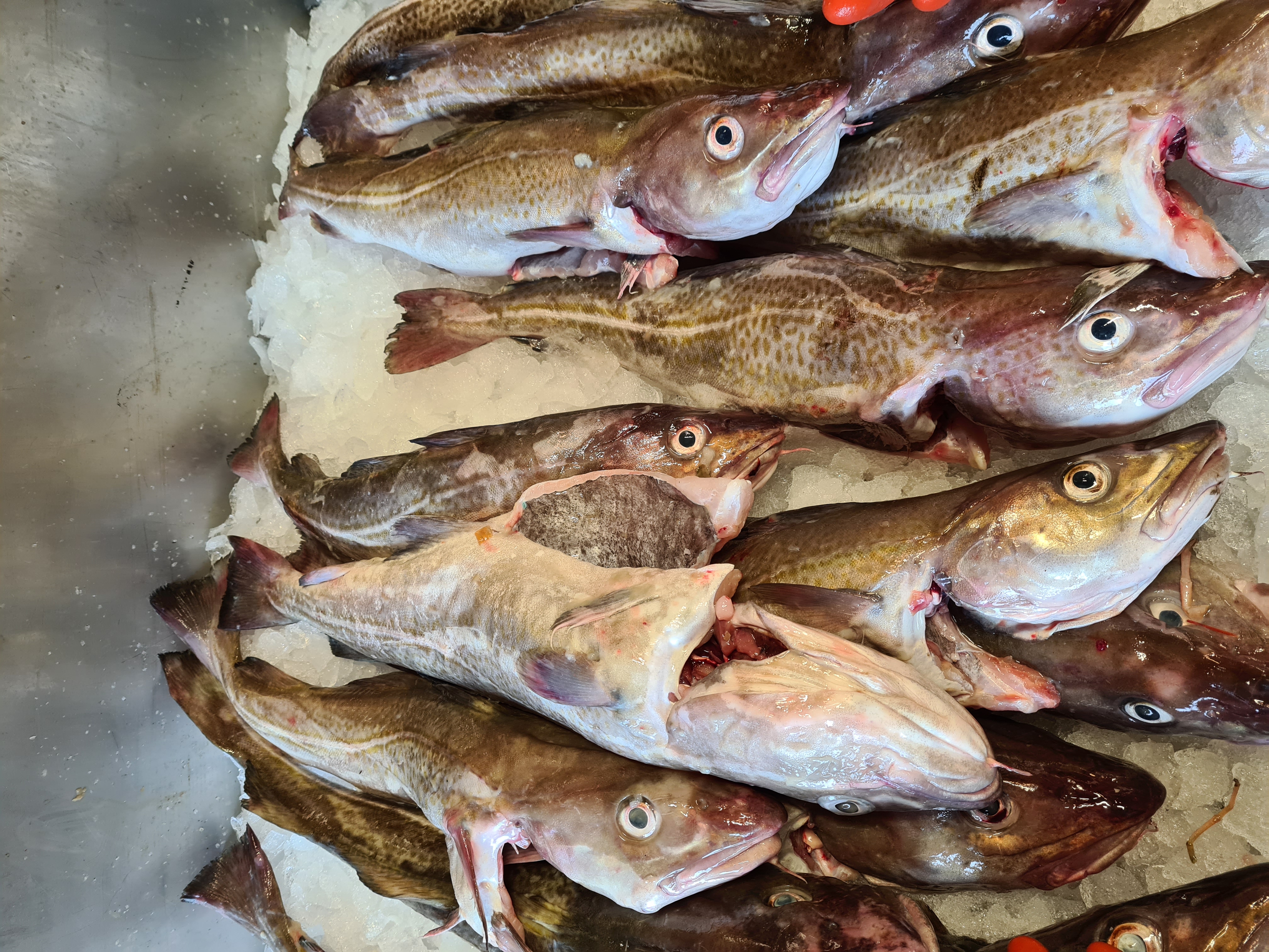 Fiskenät, fiske, fiskeredskap, garn, skaldjur, fisk