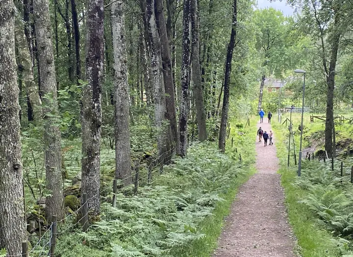 Fjälla elljusspår, Gullmarsskogen