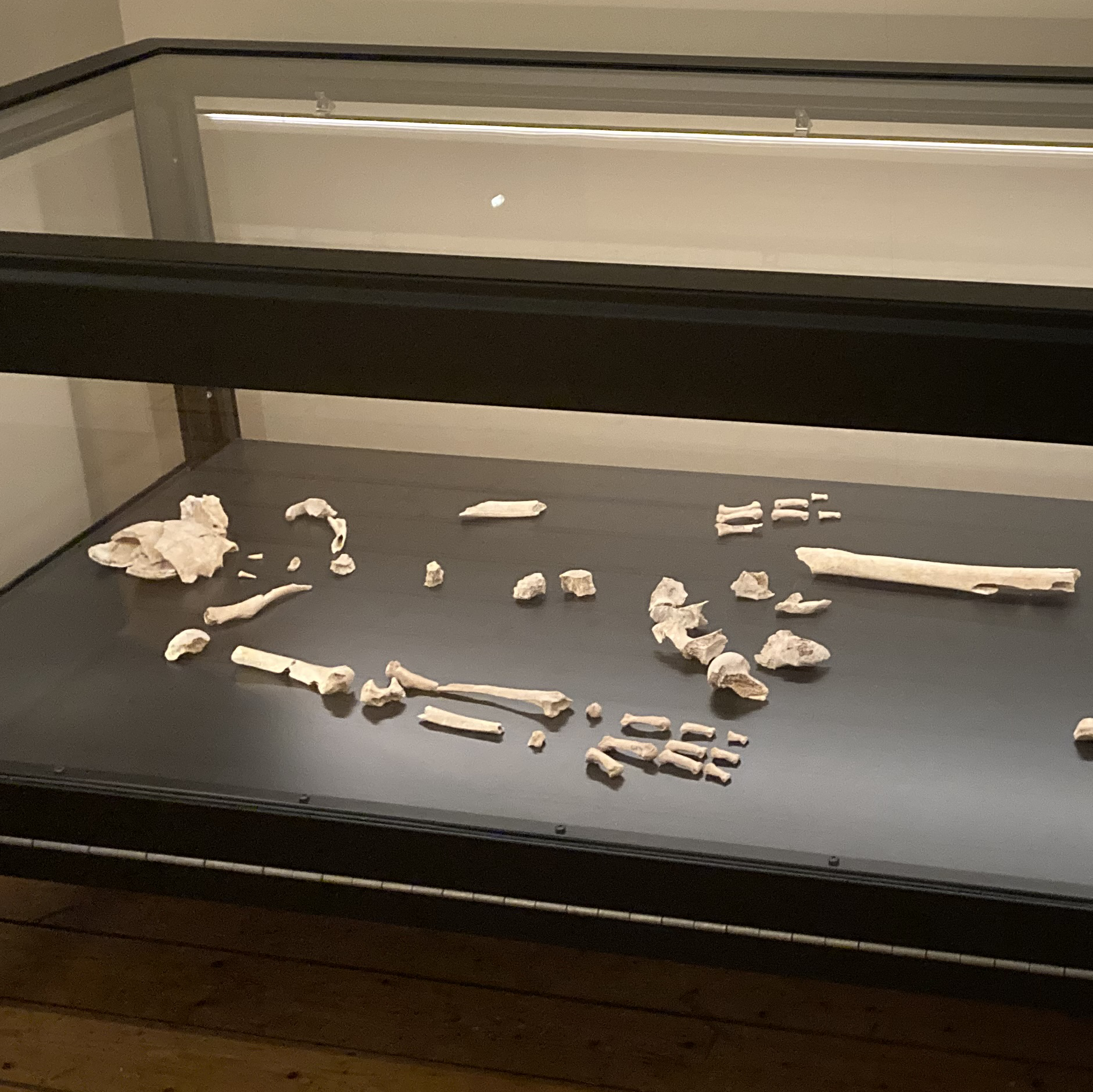 Österödskvinnan, skelett, Göteborgs stadsmuseum