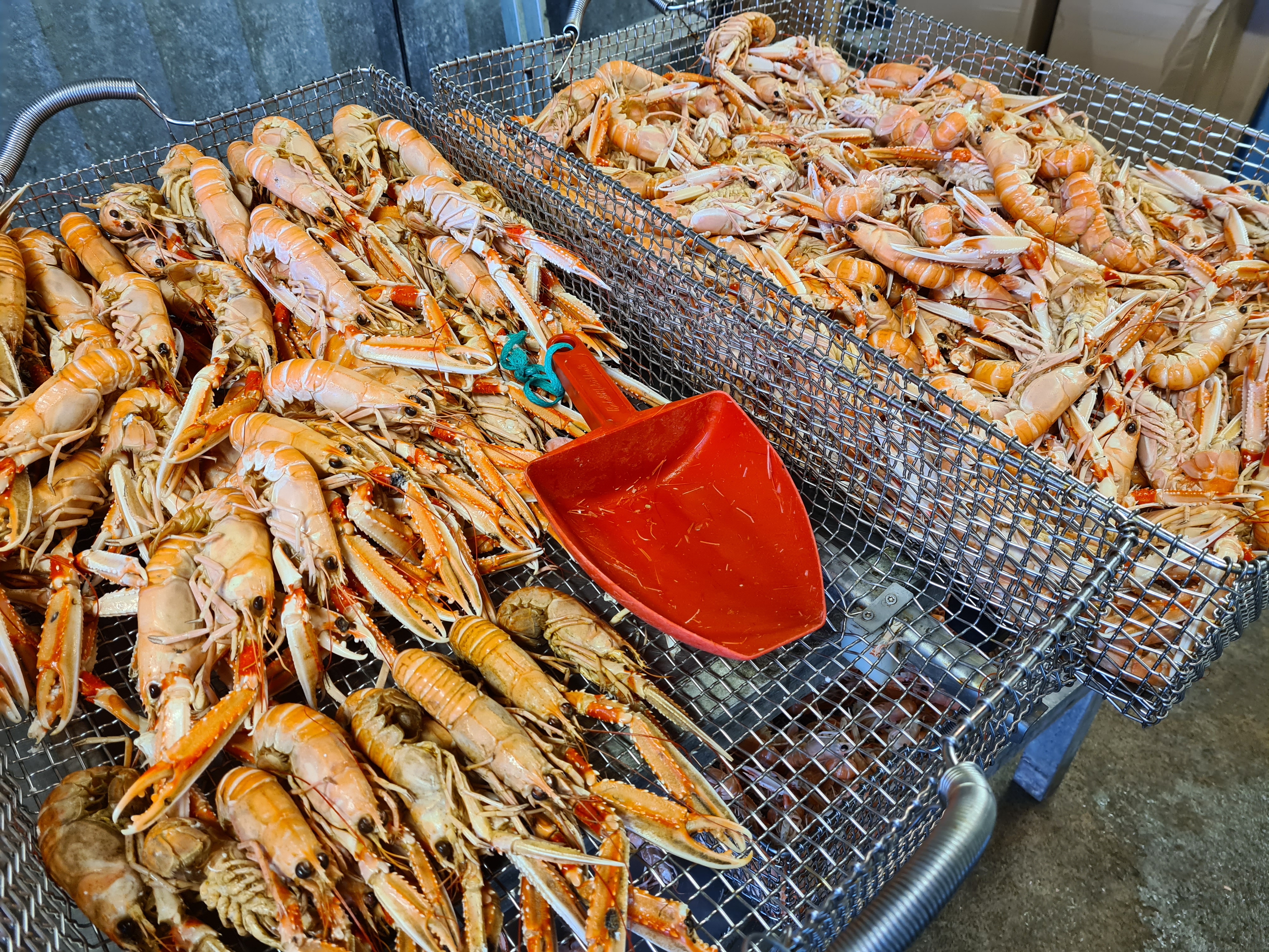 Skaldjur, Fiskhamnen