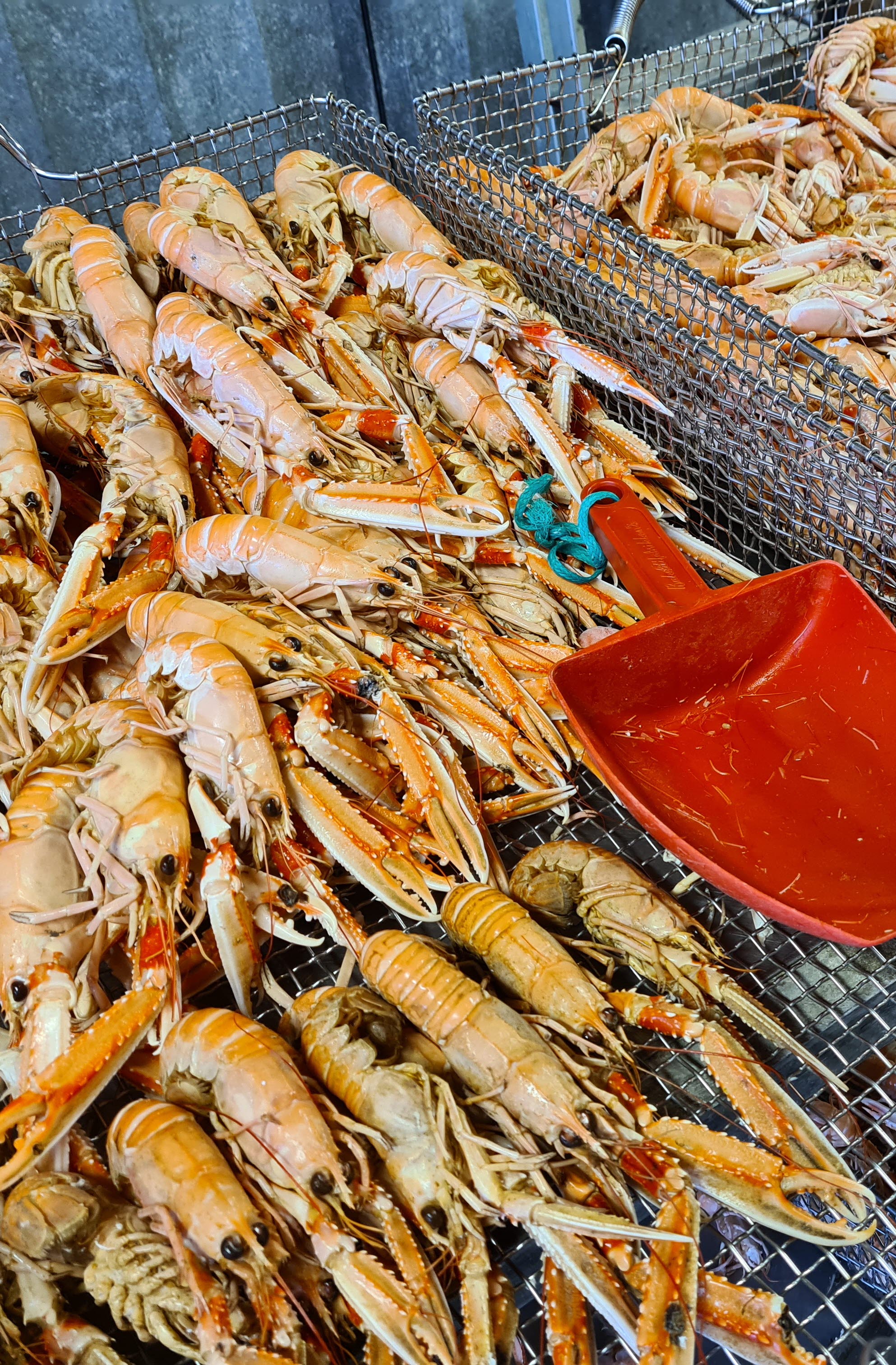 Skaldjur, Fiskhamnen