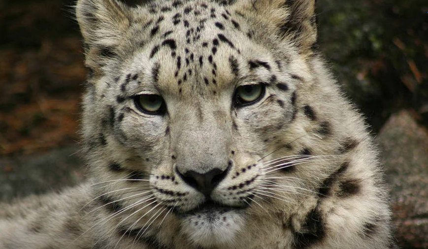 Snow leopard