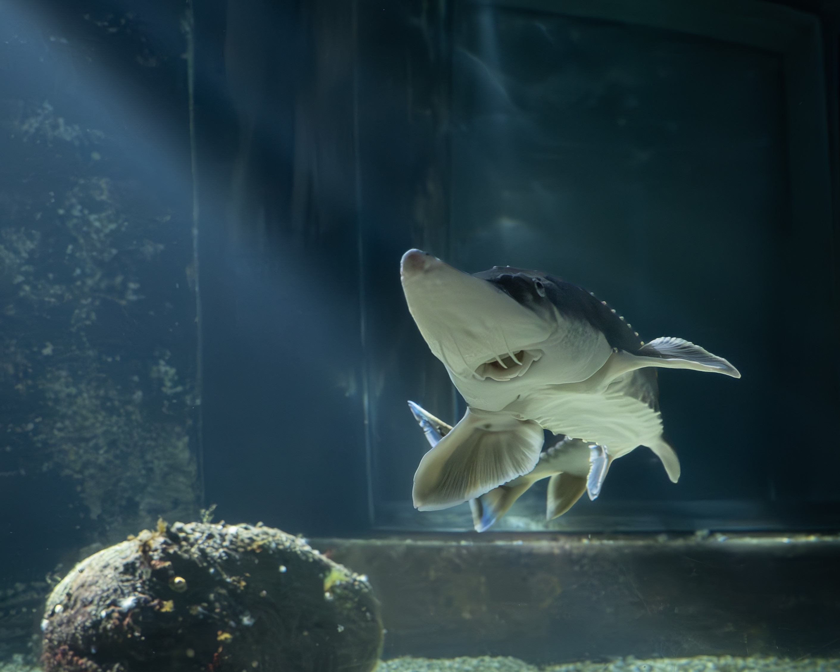 Atlantstör i tunnelakvariet på Havets Hus