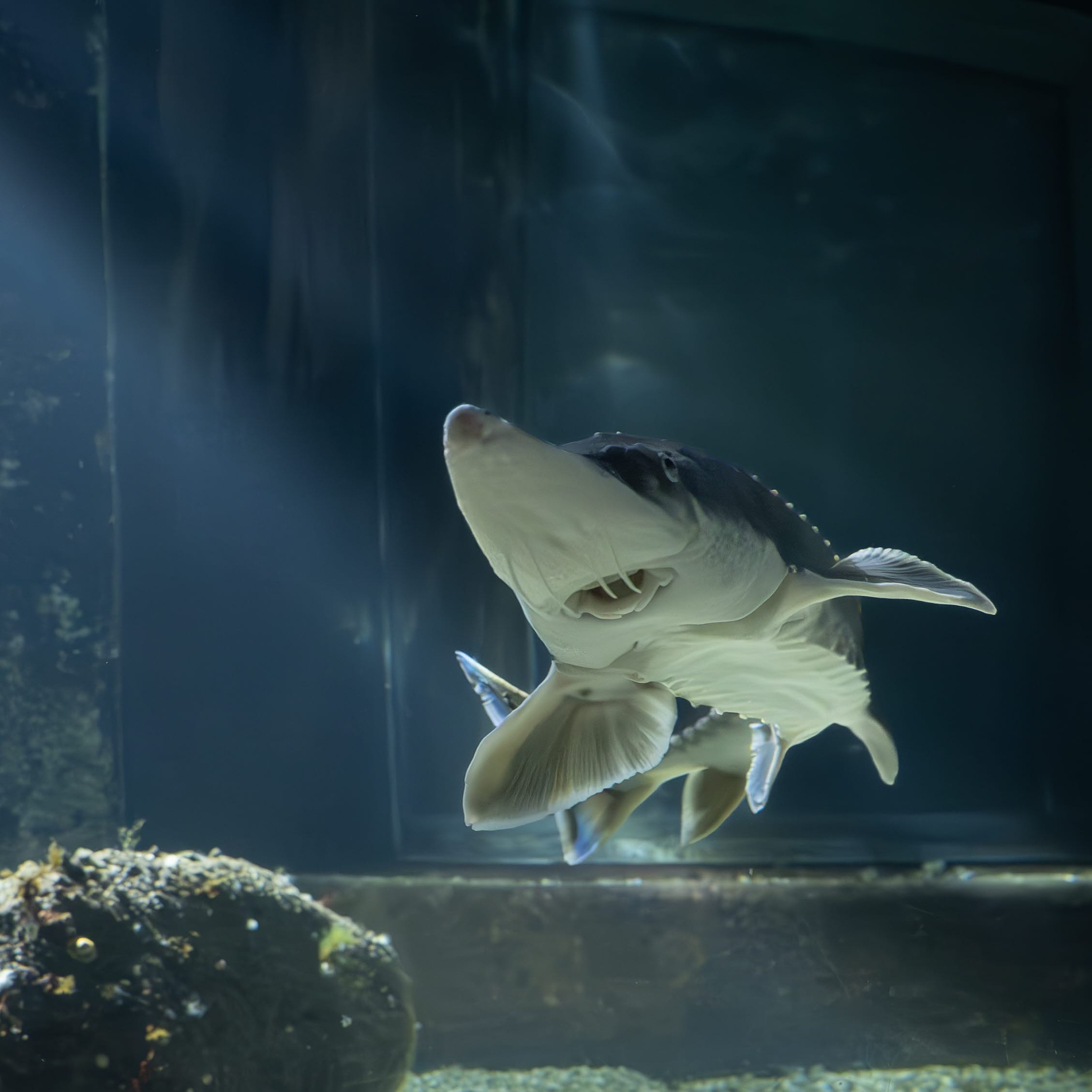 Atlantstör i tunnelakvariet på Havets Hus