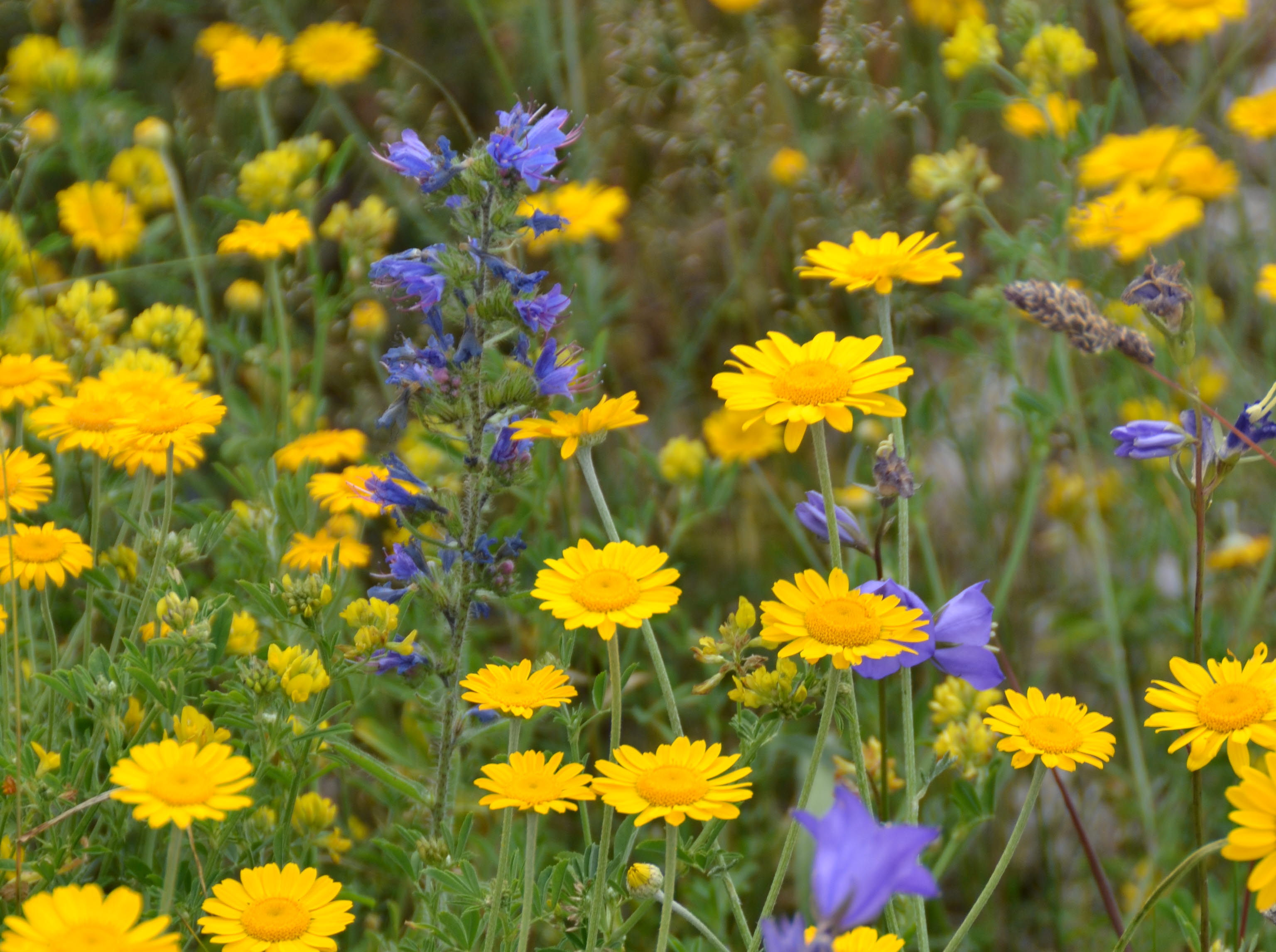 Blomstertrampet
