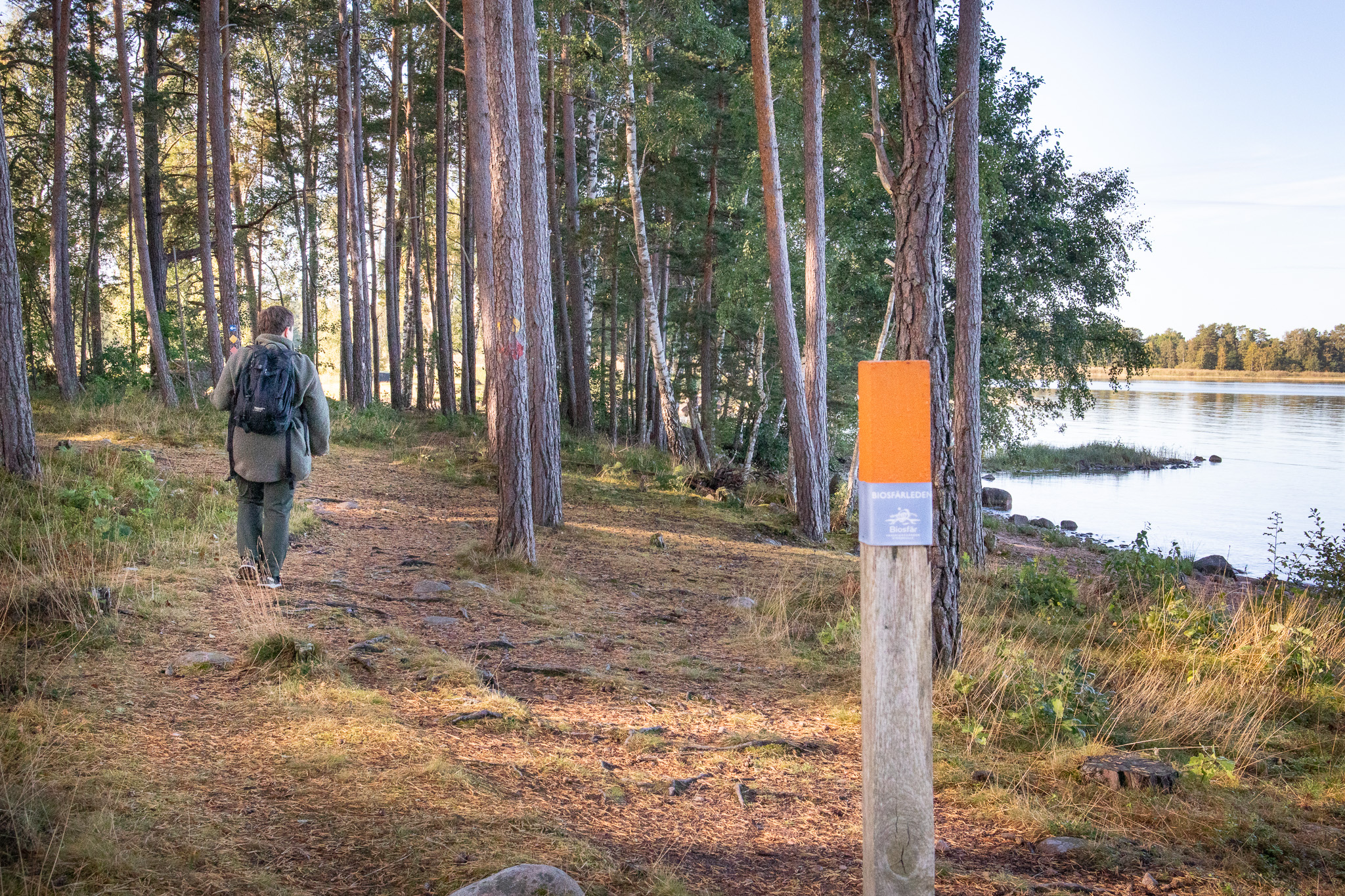 En person vandrar på en skogsstig intill vatten. I förgrunden syns en trästolpe med vandringsmarkering.