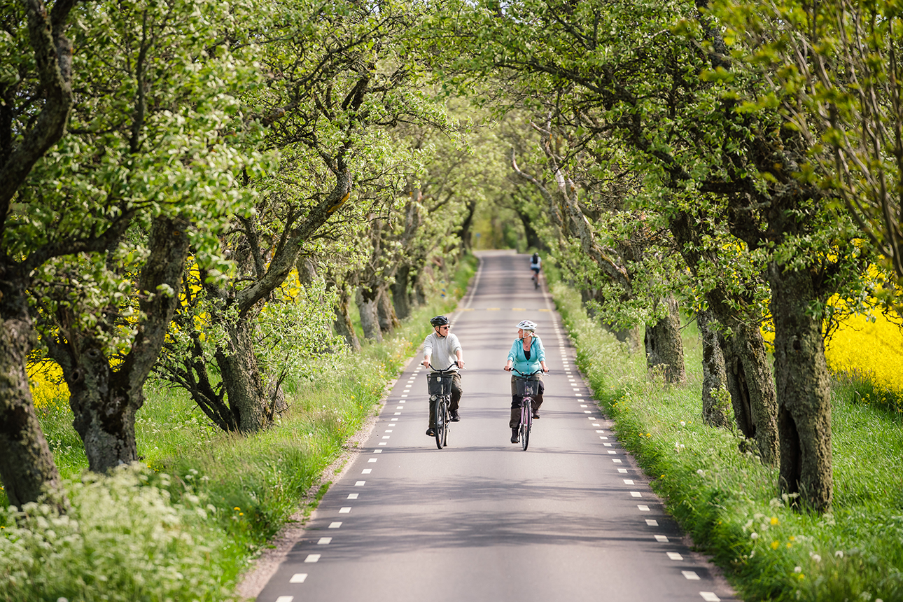 Two persons cycling in an tree alley.
