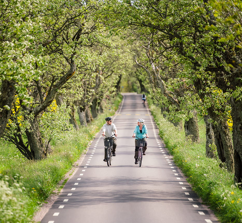 Two persons cycling in an tree alley.