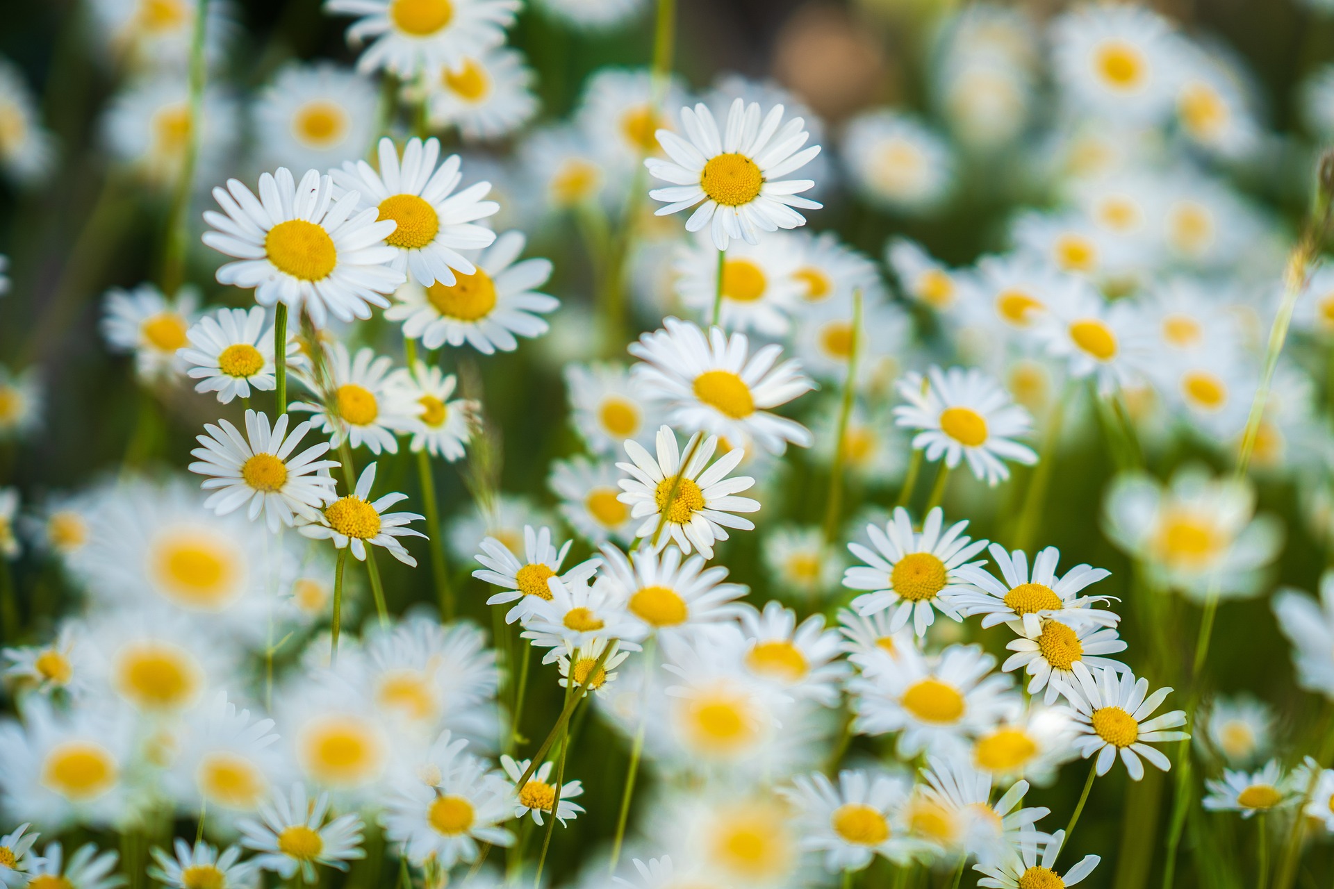 Blomstervägen - cykelväg