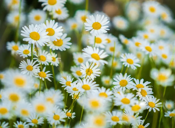 Blomstervägen
