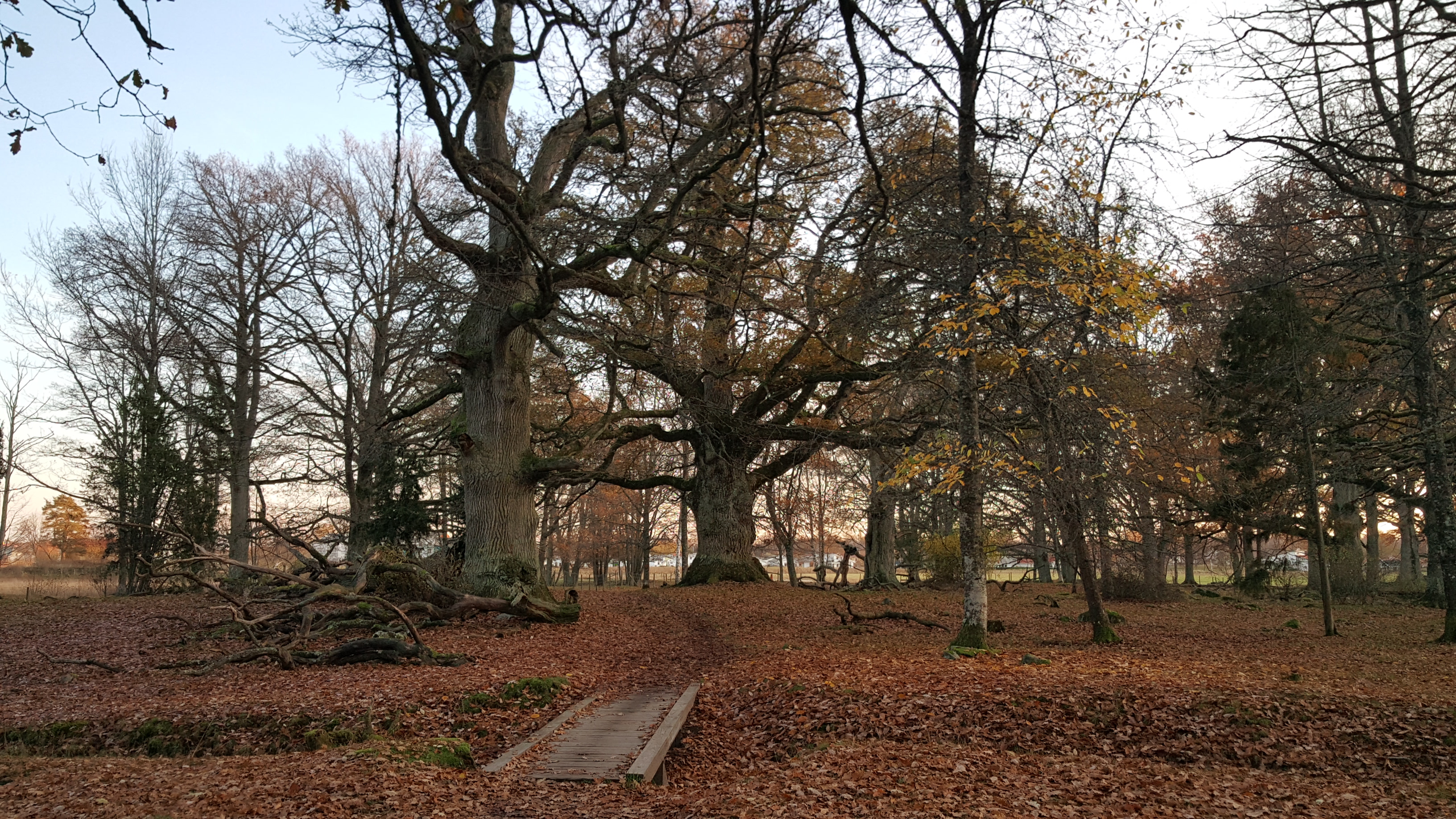 Träd i Ekuddens naturreservat. Höst.
