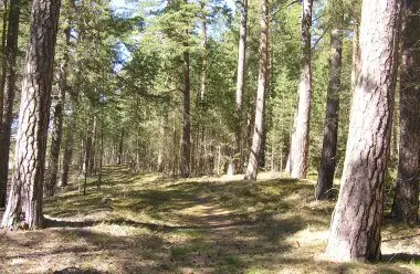 Furnäsudde domänreservat