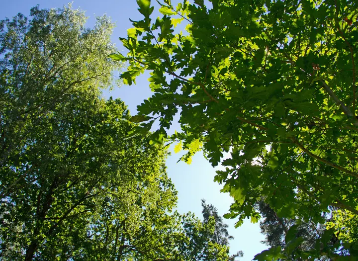 Naturreservat Hästhagen