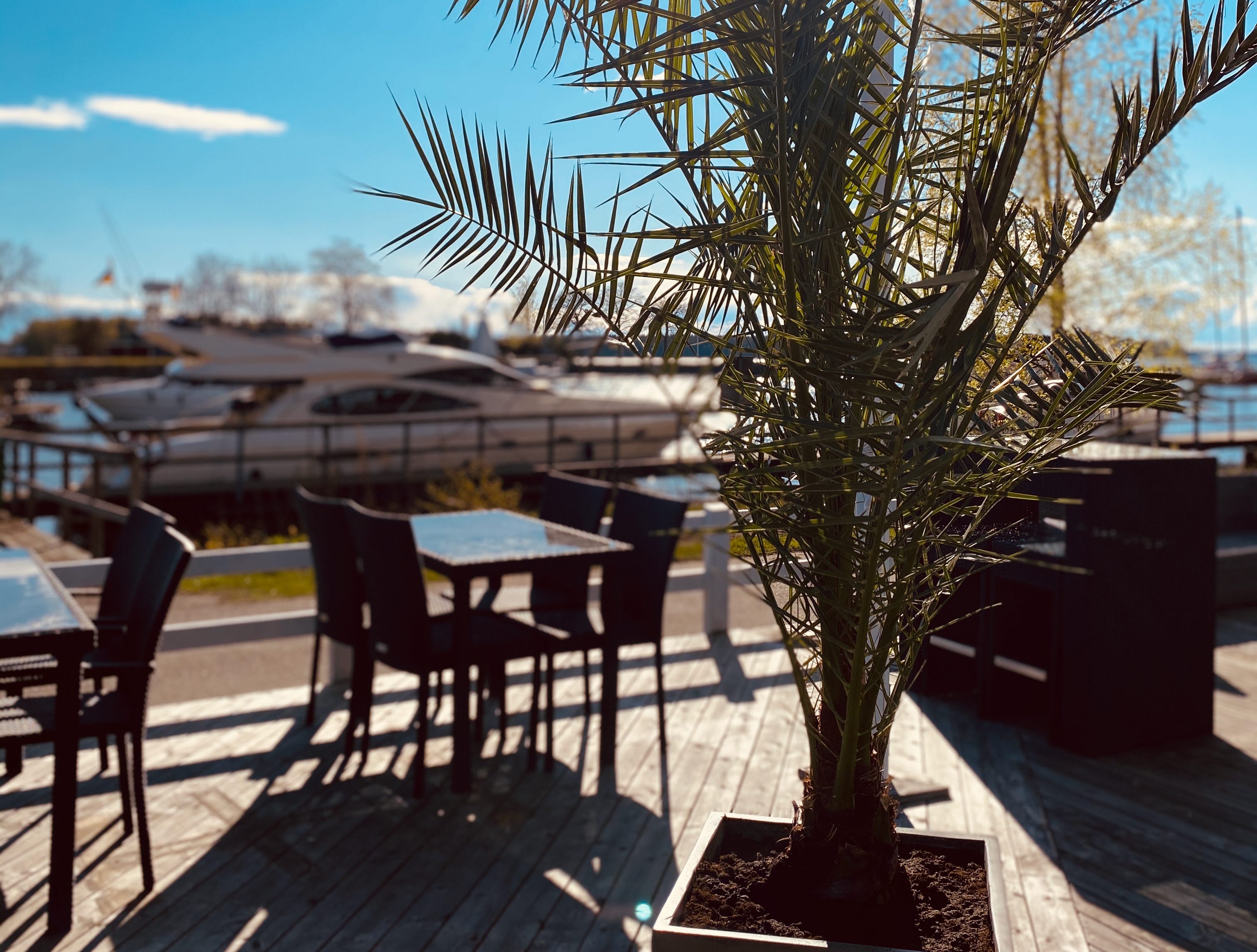 Palm på uteservering med bord, motorbåt vid brygga i bakgrunden.