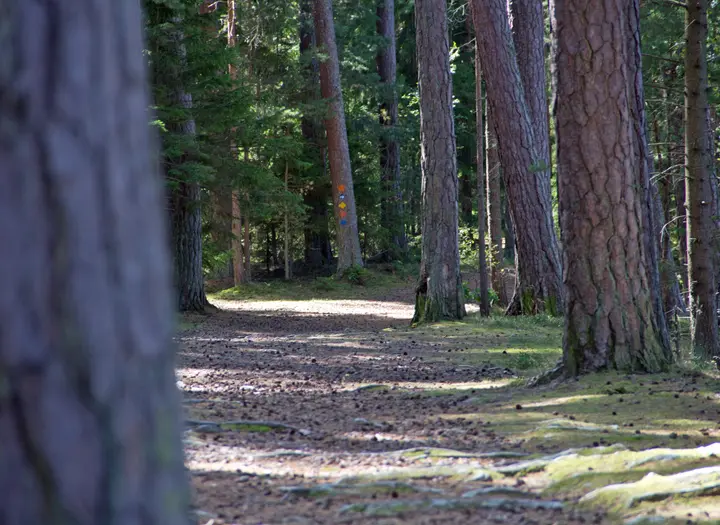 Sandviken naturreservat