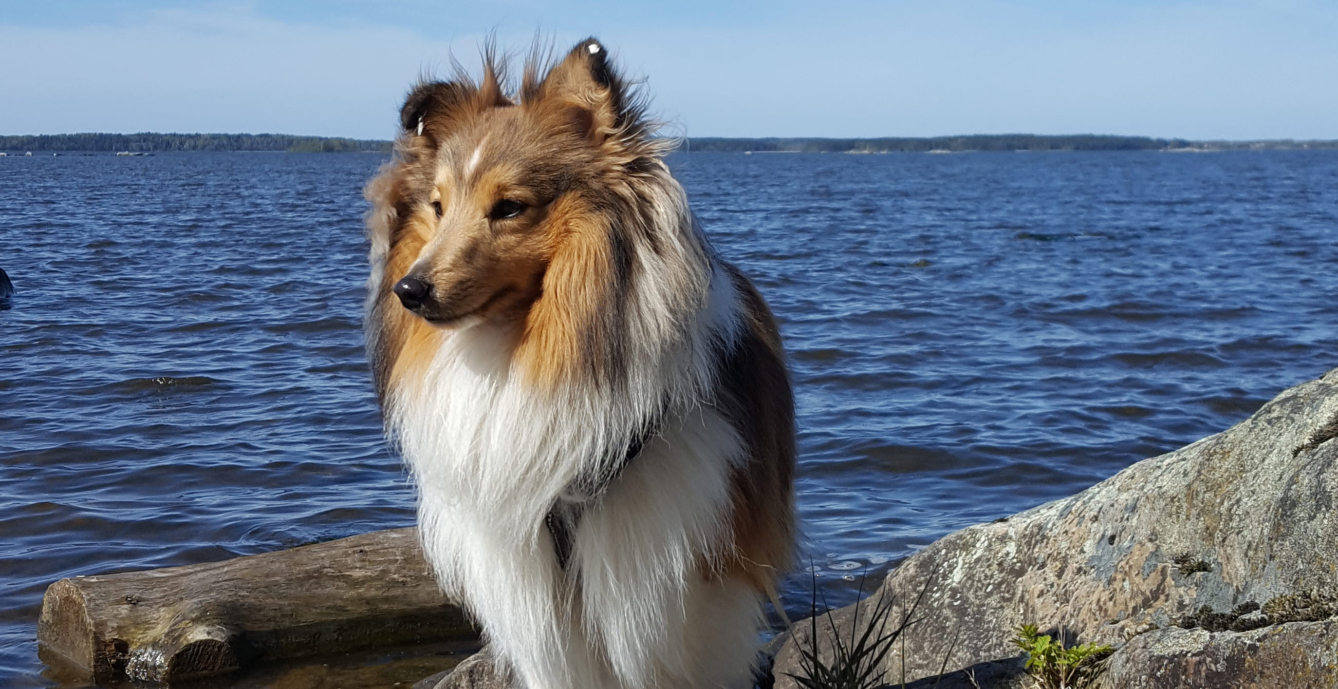 Hundbadplats