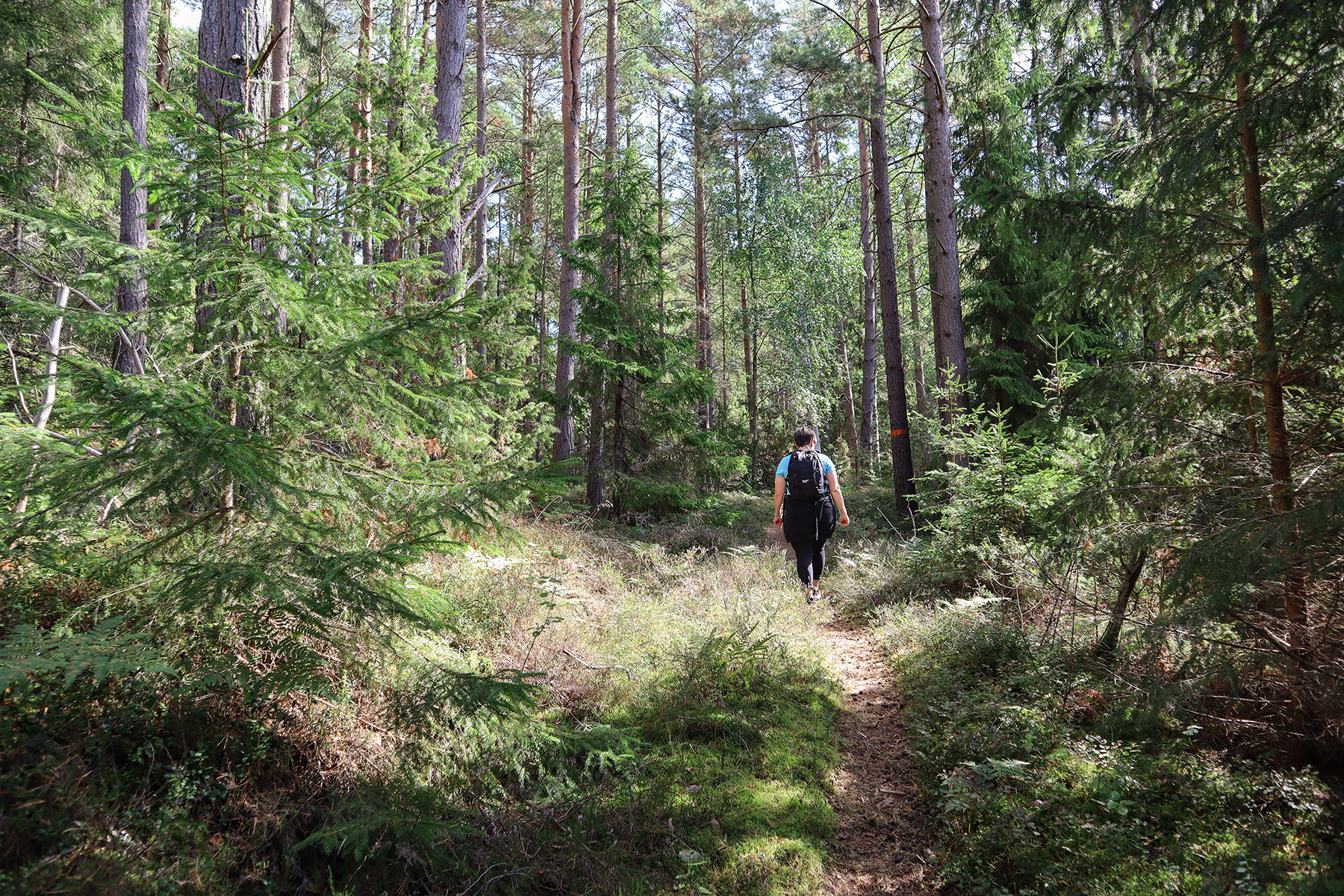 En person vandrar på en skogsstig på ön Brommö.
