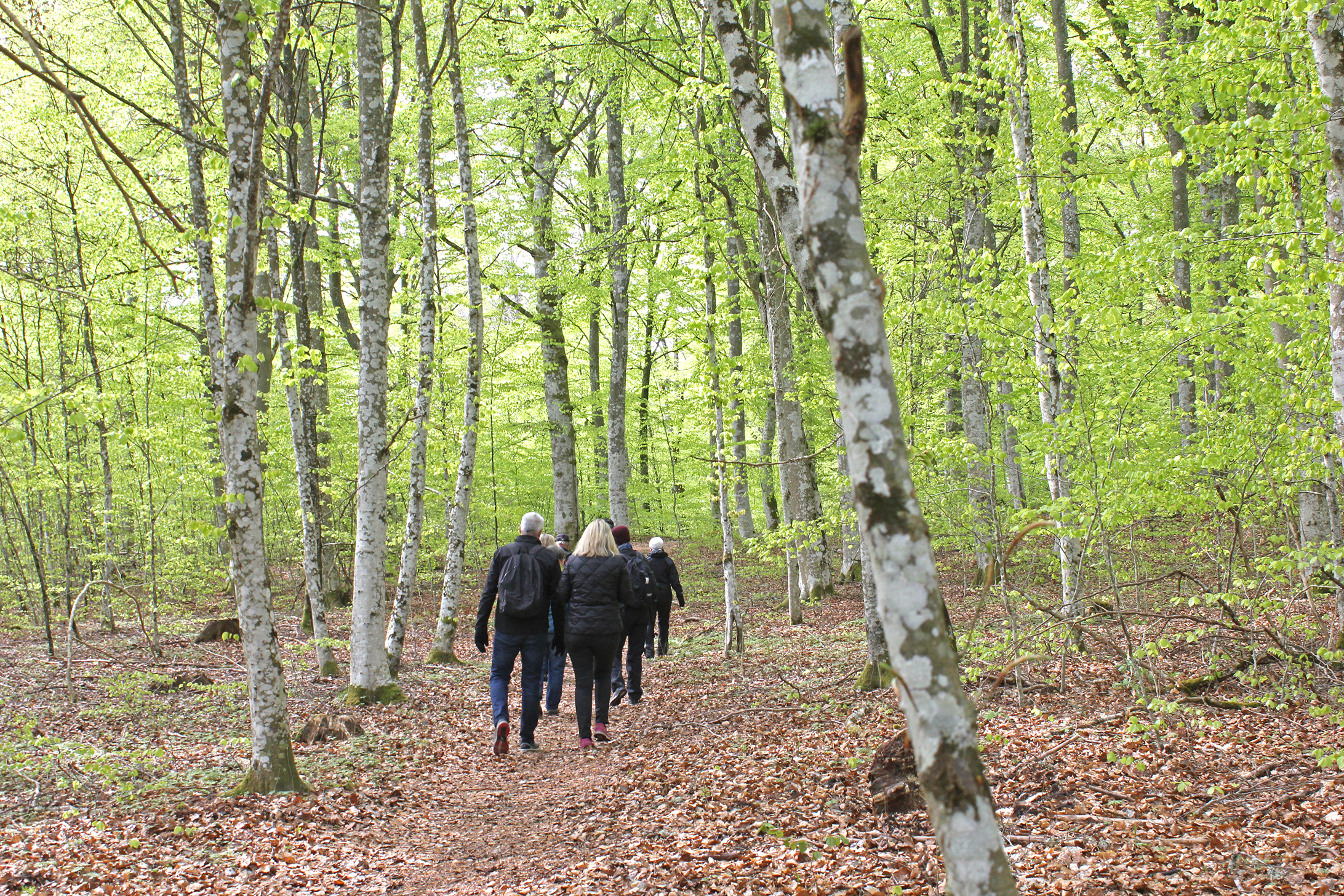 Vandrar i Surö bokskog, söder om Sjötorp i Mariestads kommun. 