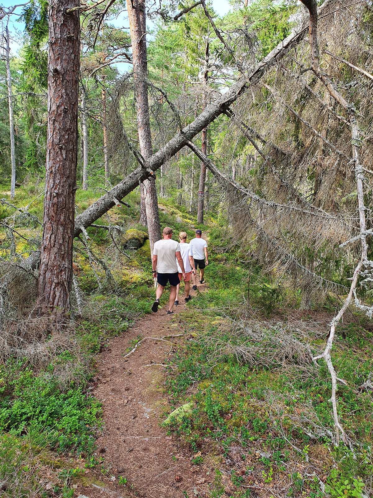 Tre personer vandrar på skogsstig på Djurö.