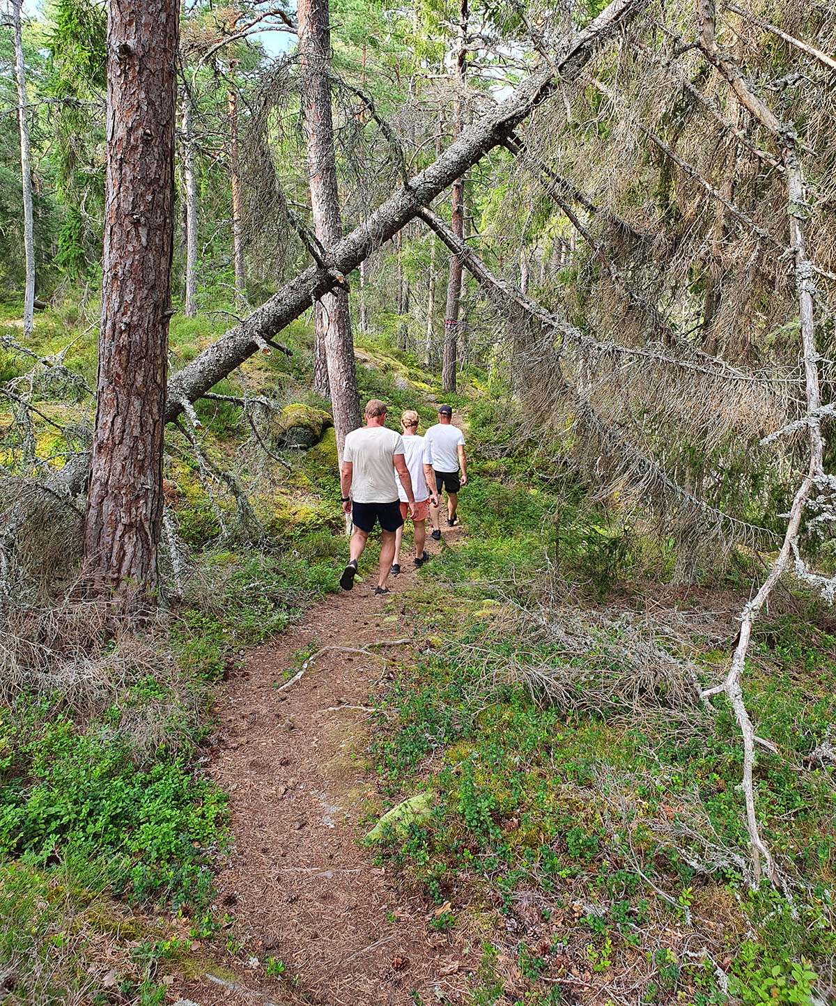 Tre personer vandrar på skogsstig på Djurö.