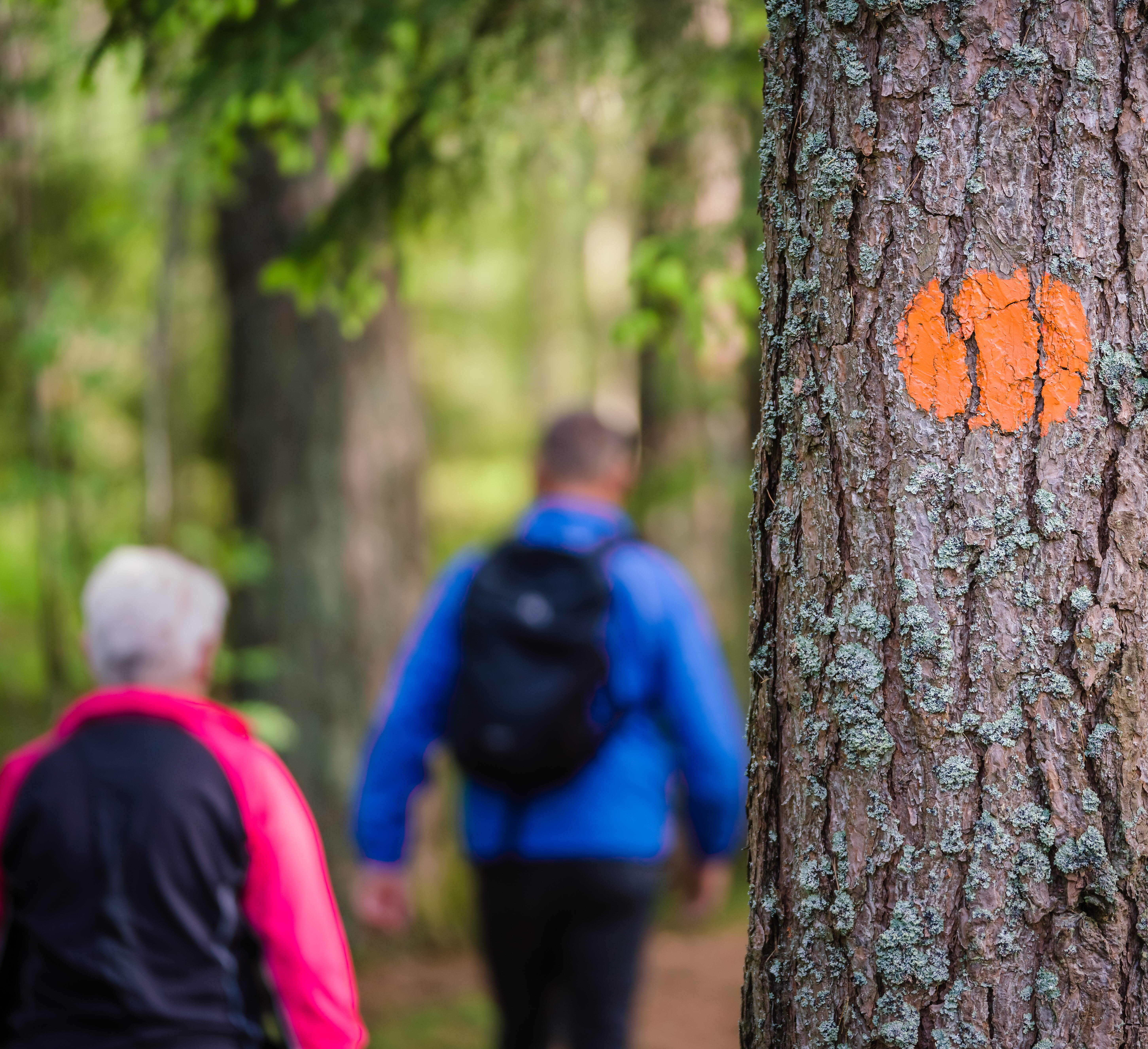 En markering av vandringsled på ett träd med ett par som vandrar i bakgrunden. 