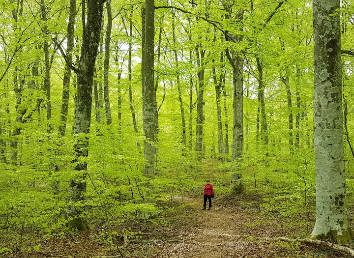 Surö bokskog