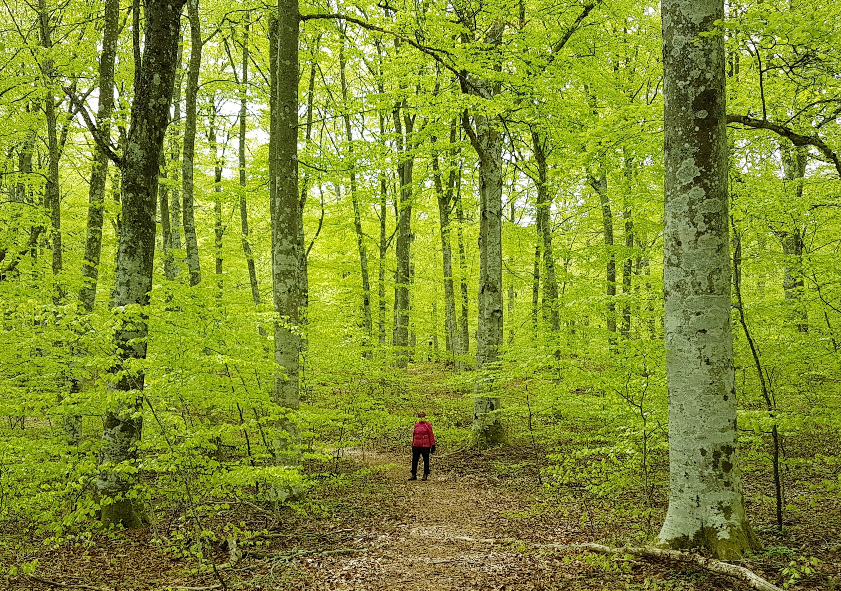 Skir grönska i Surö bokskog med en vandrare bland trädstammarna. 
