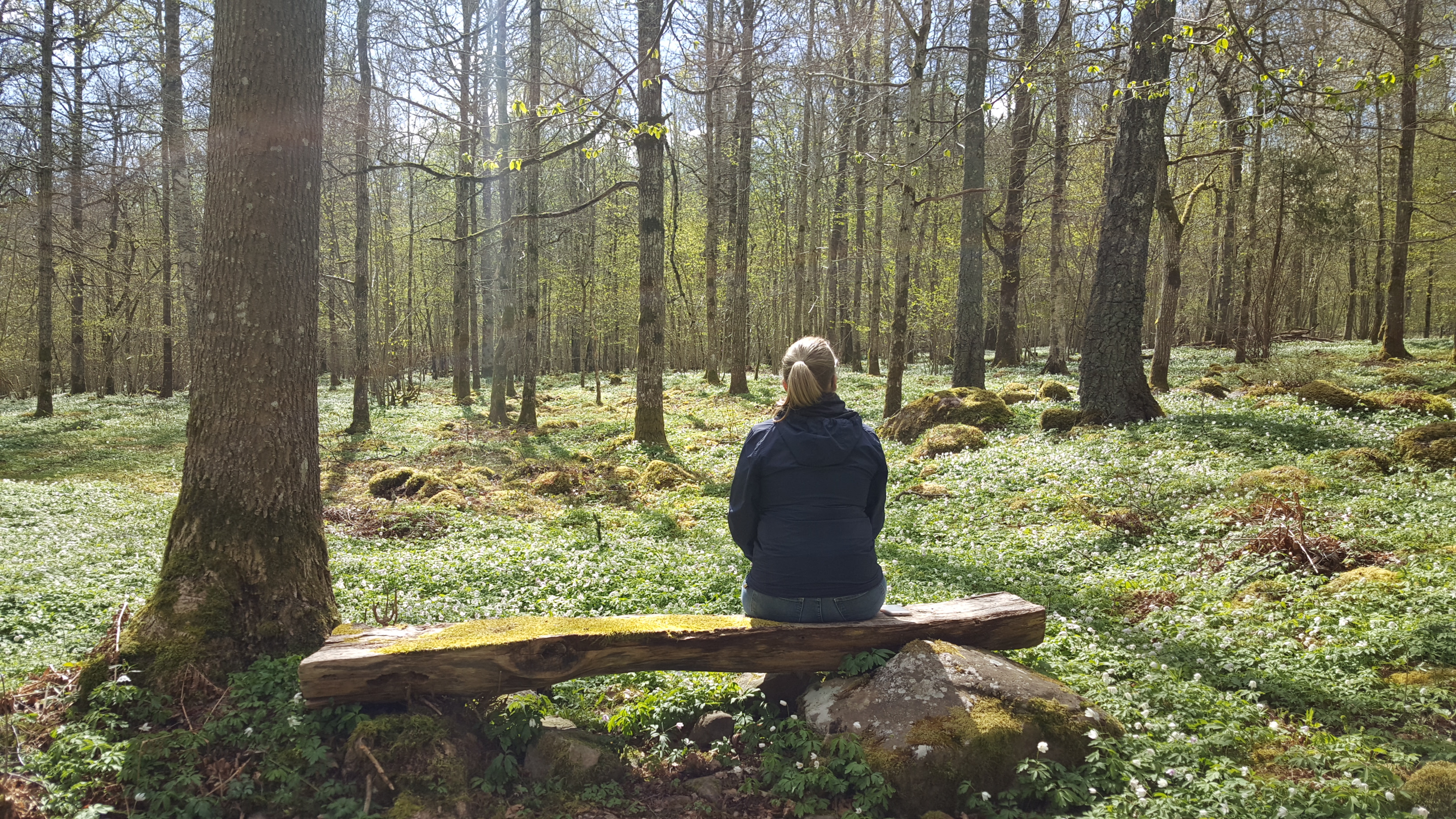 Skogsbad bland vitsippor på Lugnåsberget.