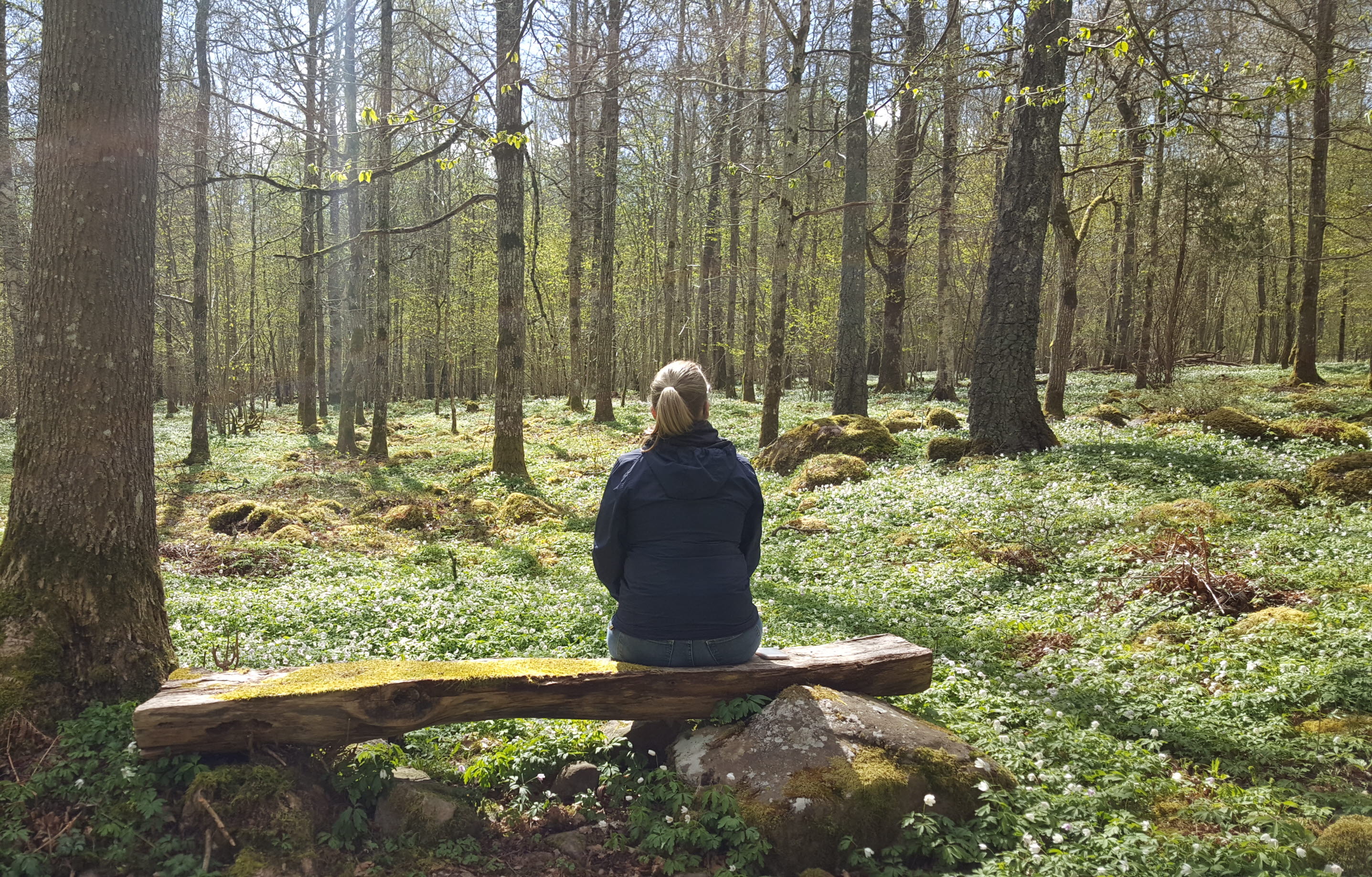 Skogsbad bland vitsippor på Lugnåsberget.