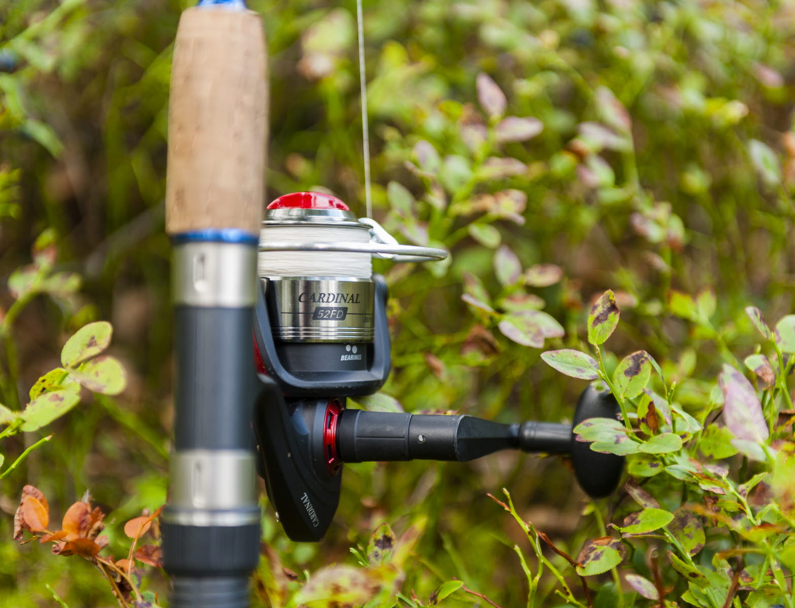 En närbild på en fiskerulla som ligger på marken bland blåbärsris.