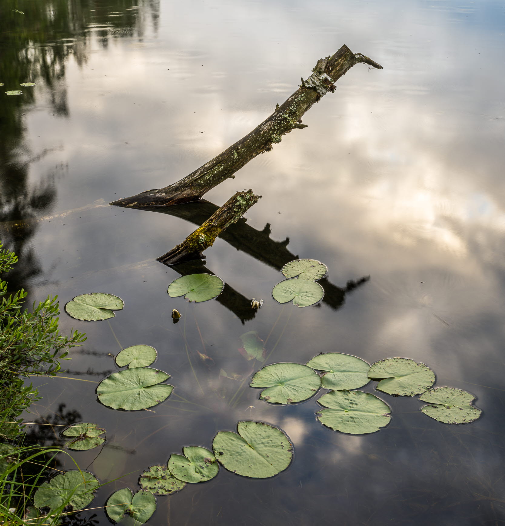 Näckrosor och trädstam i spegelblank sjö omgiven av skog.