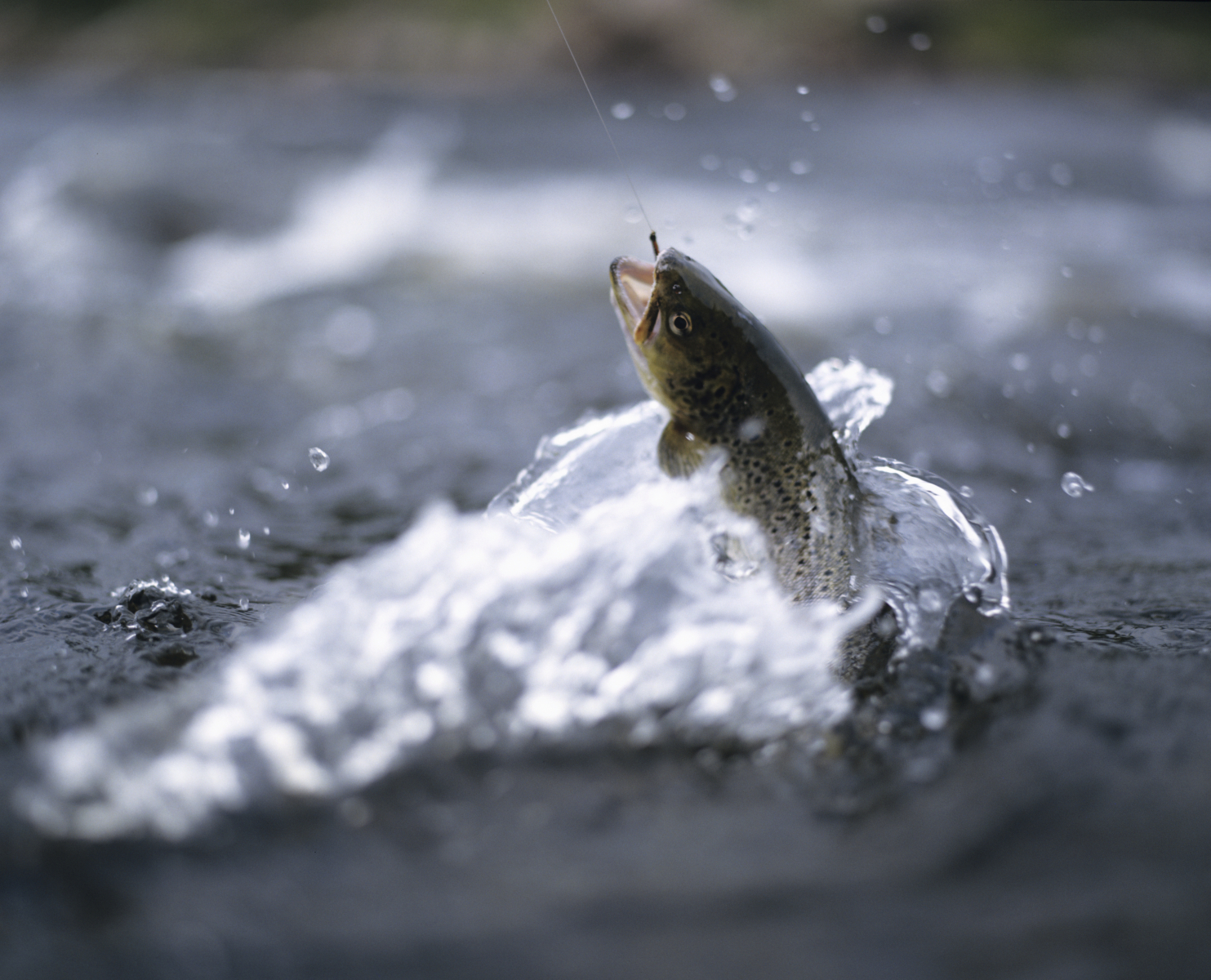 En bild på en hoppande öring i vatten.