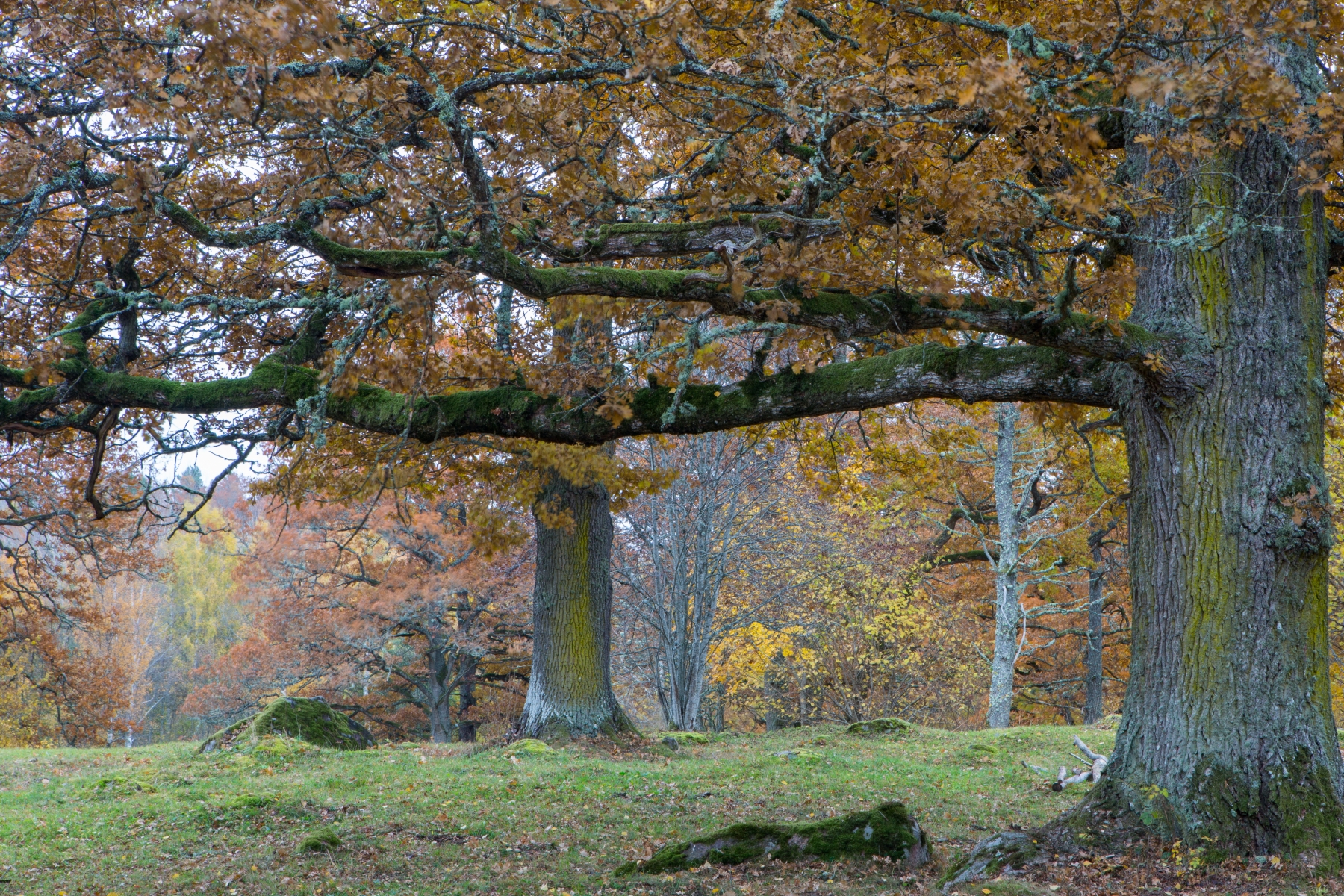 En bild på ekar där trädkronorna blivit höstligt gula och orangea.