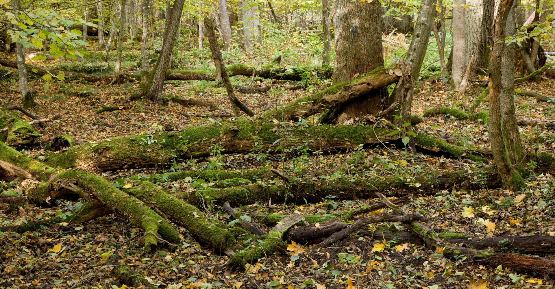Bild på mossiga gamla stockar som ligger på marken i en skog omgiven av höstlöv.